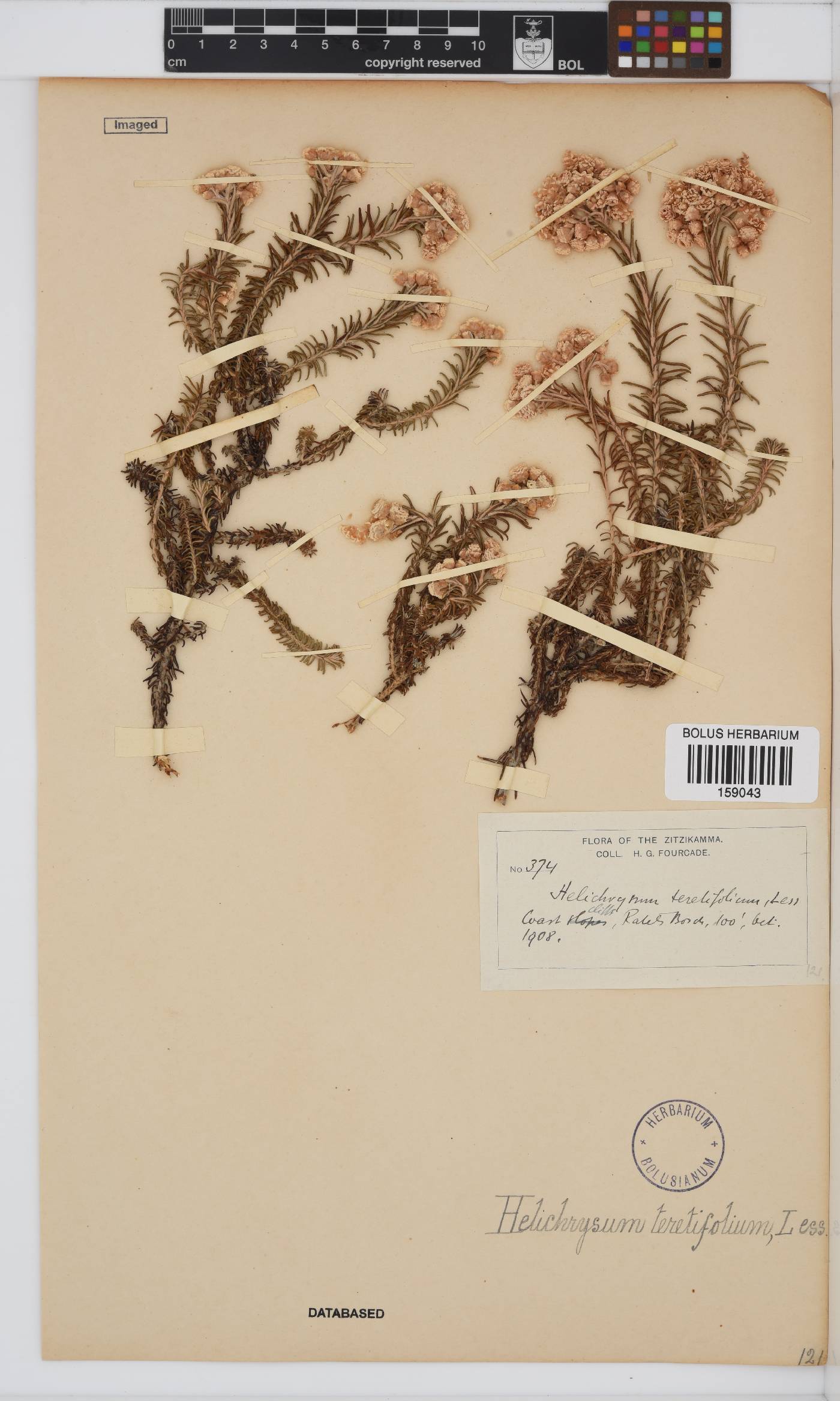 Helichrysum teretifolium image