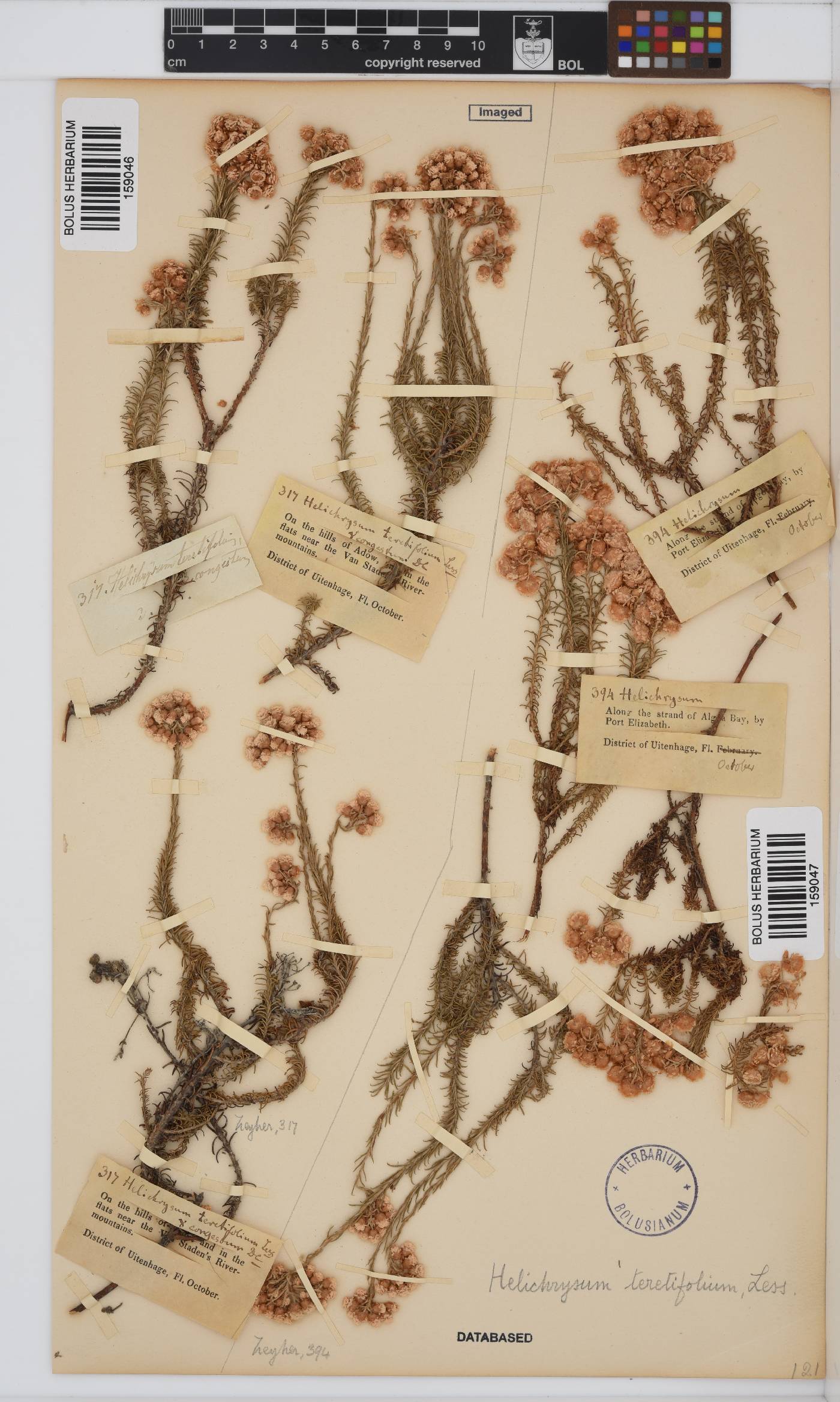 Helichrysum teretifolium image