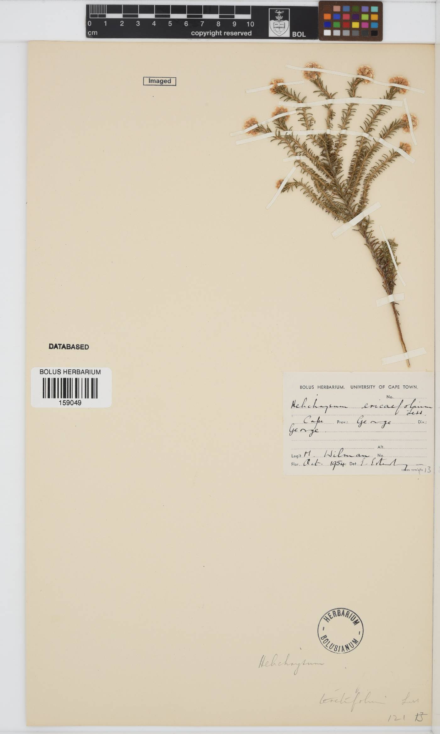 Helichrysum teretifolium image