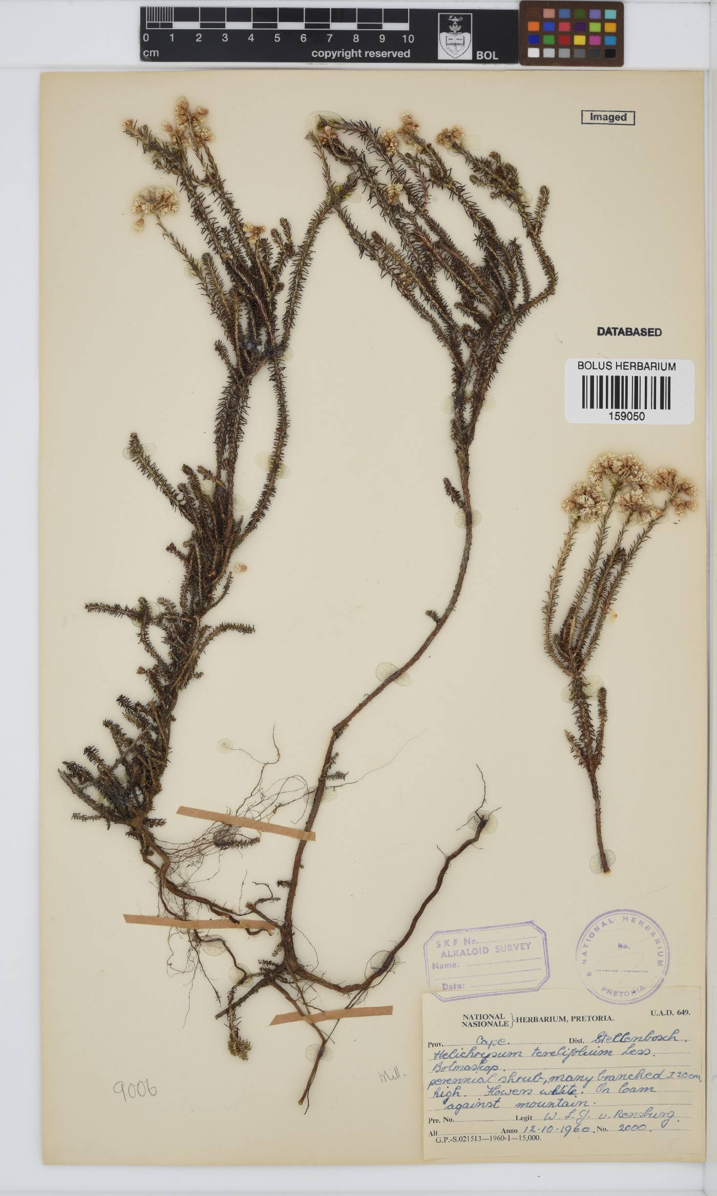 Helichrysum teretifolium image