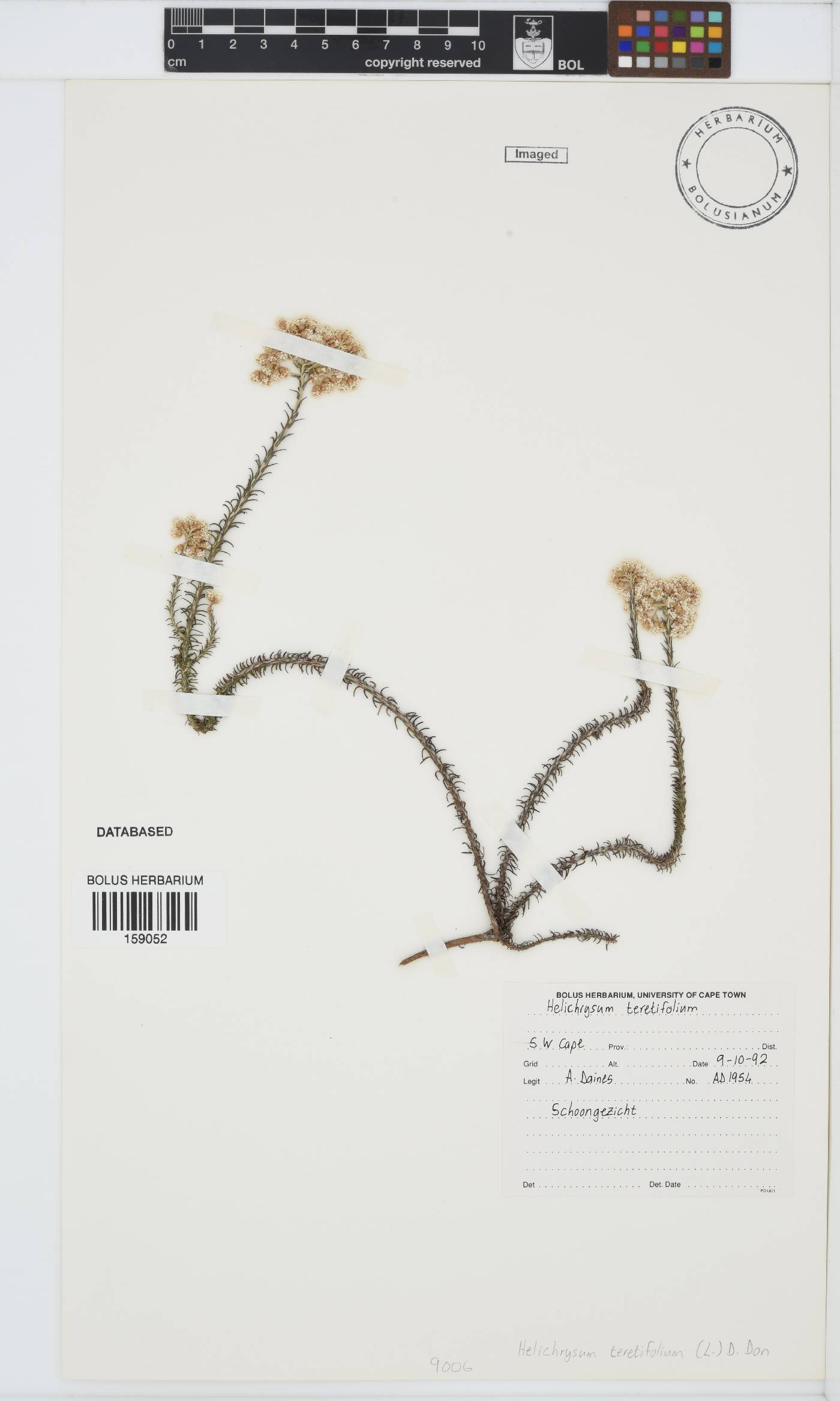 Helichrysum teretifolium image