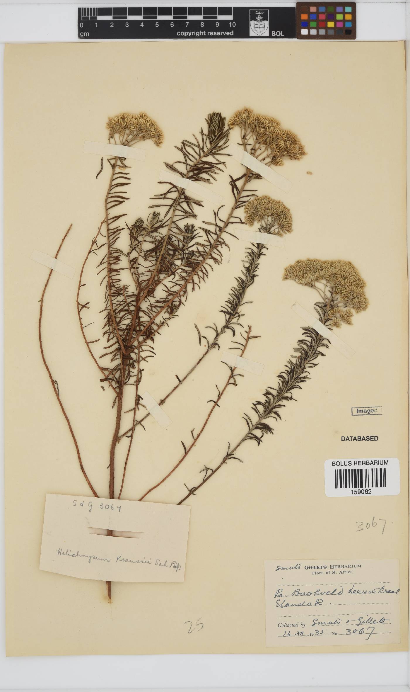Helichrysum kraussii image