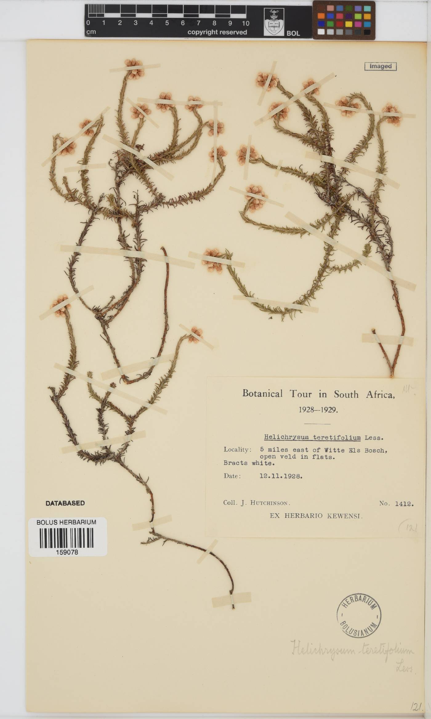 Helichrysum teretifolium image