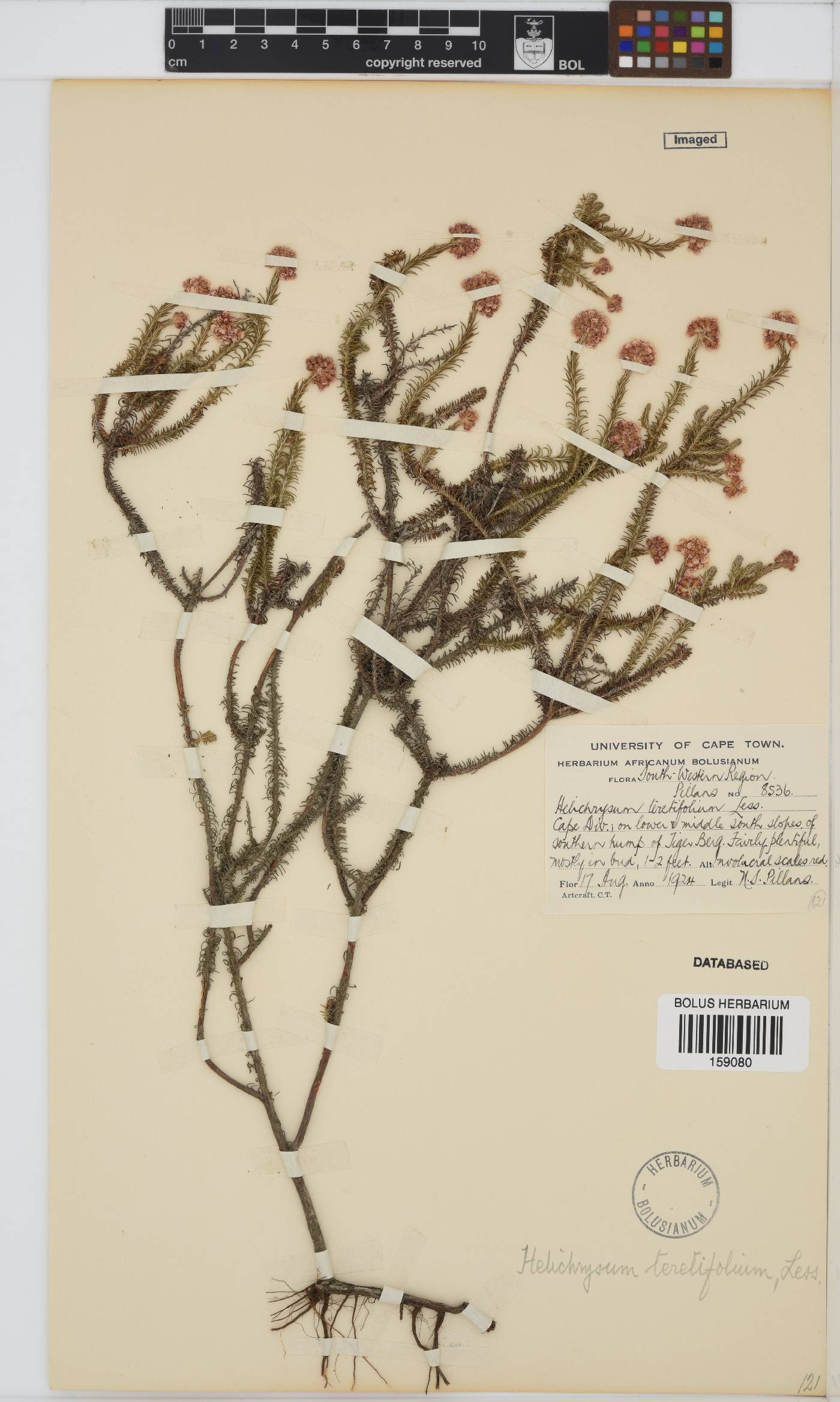 Helichrysum teretifolium image