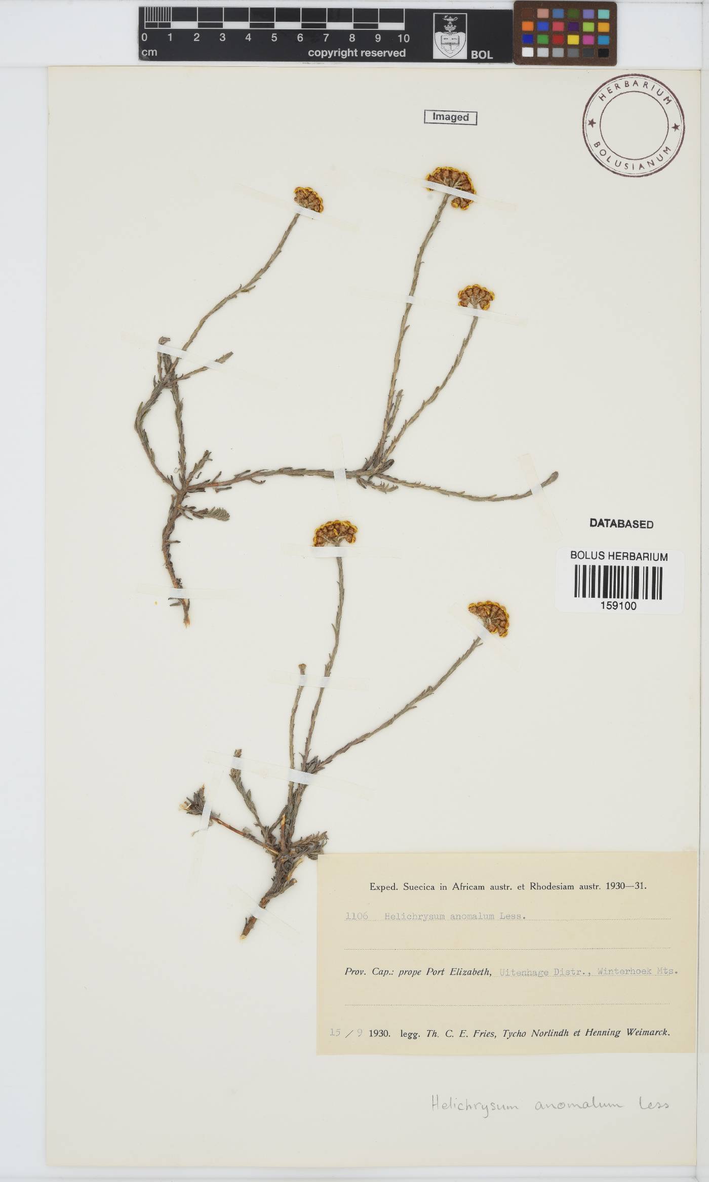 Helichrysum anomalum image