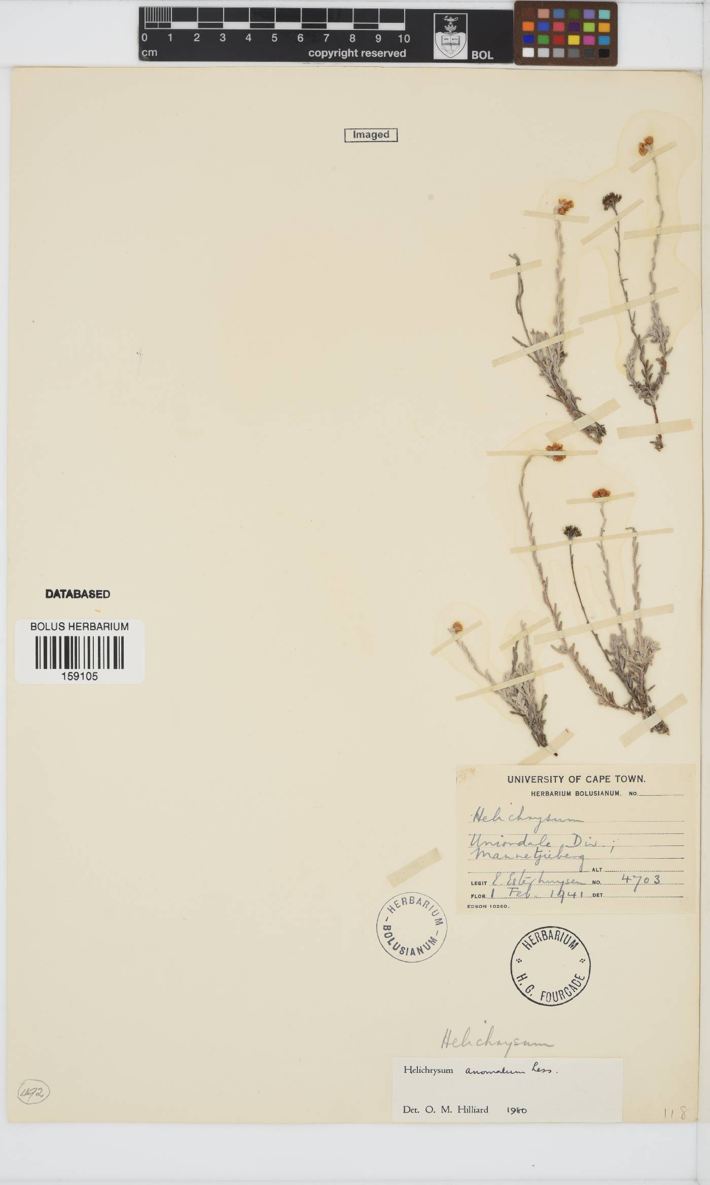 Helichrysum anomalum image