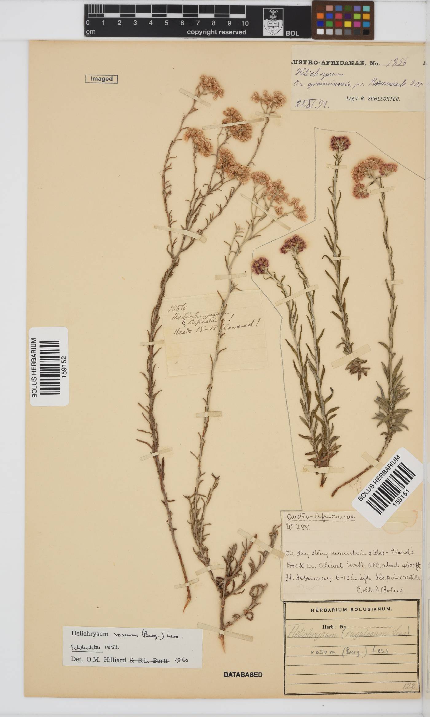 Helichrysum rosum var. rosum image