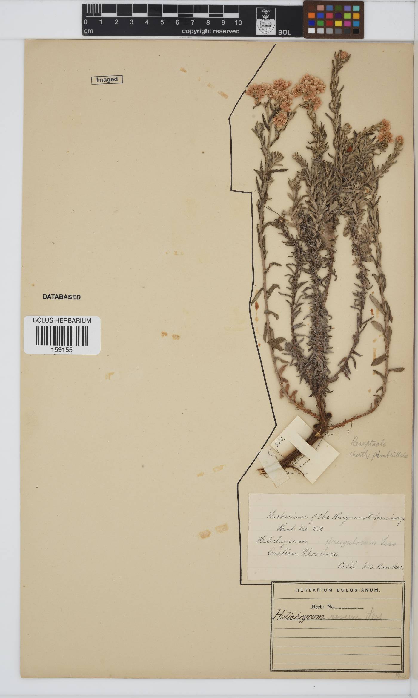 Helichrysum rosum var. rosum image