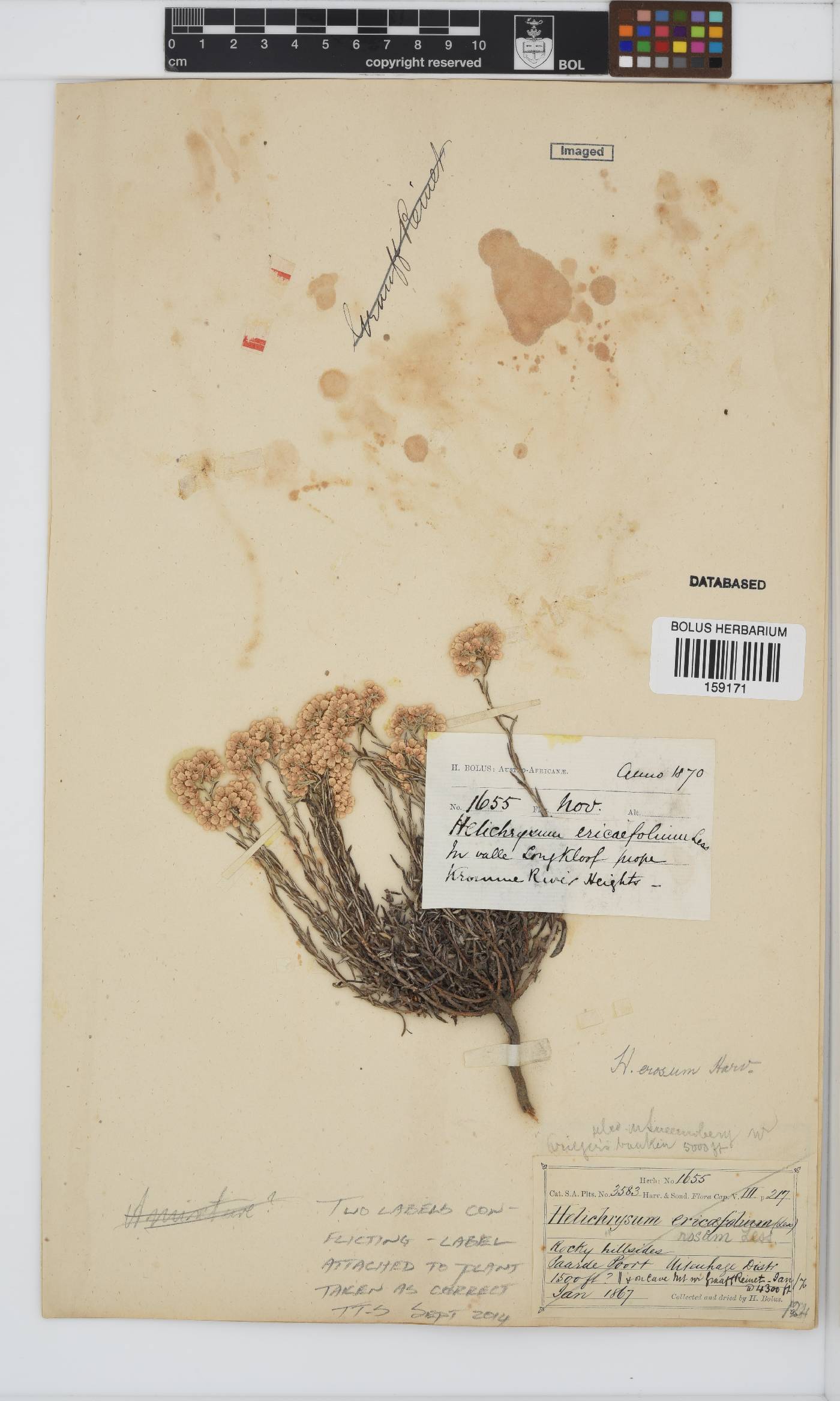 Helichrysum rosum var. rosum image