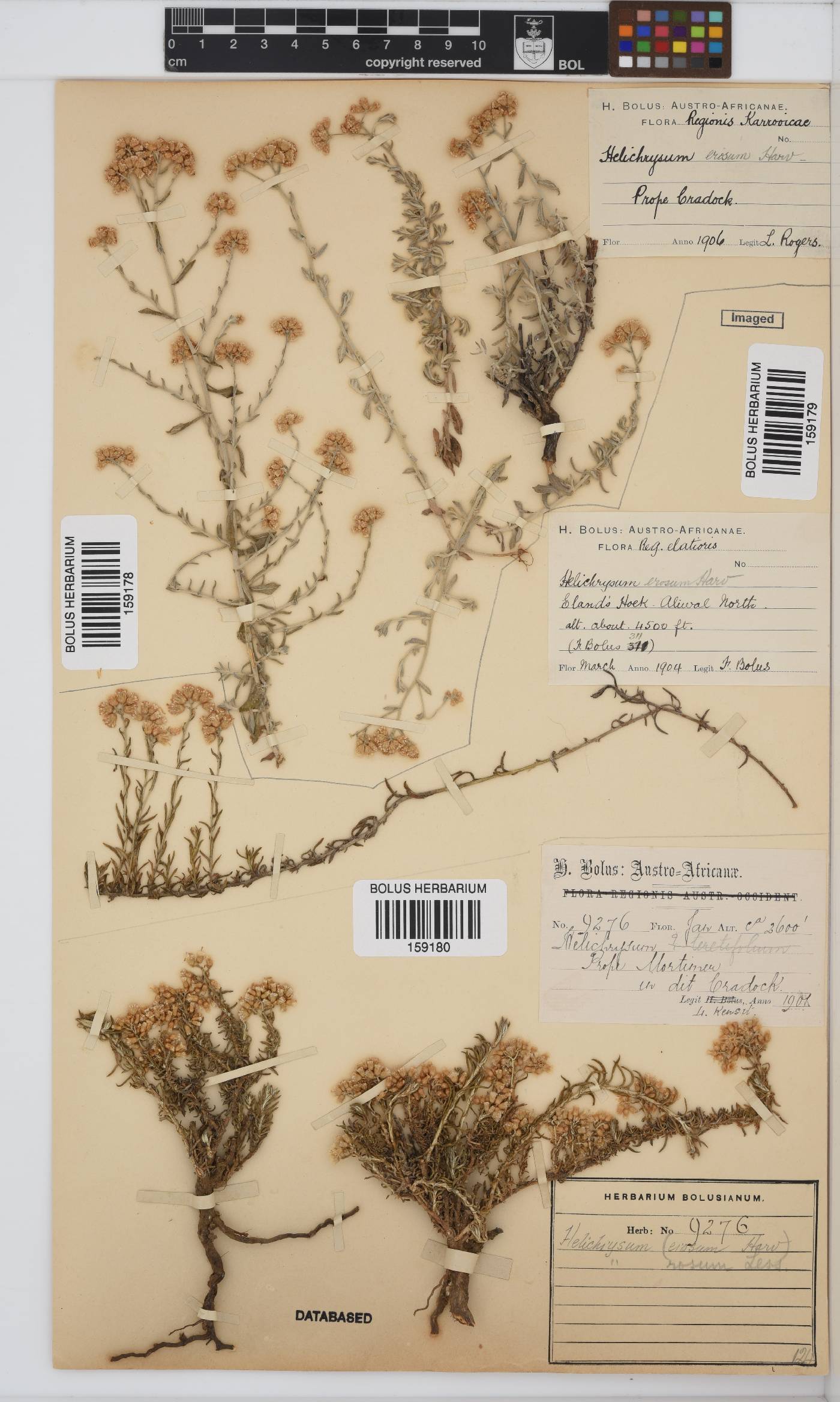 Helichrysum rosum var. rosum image
