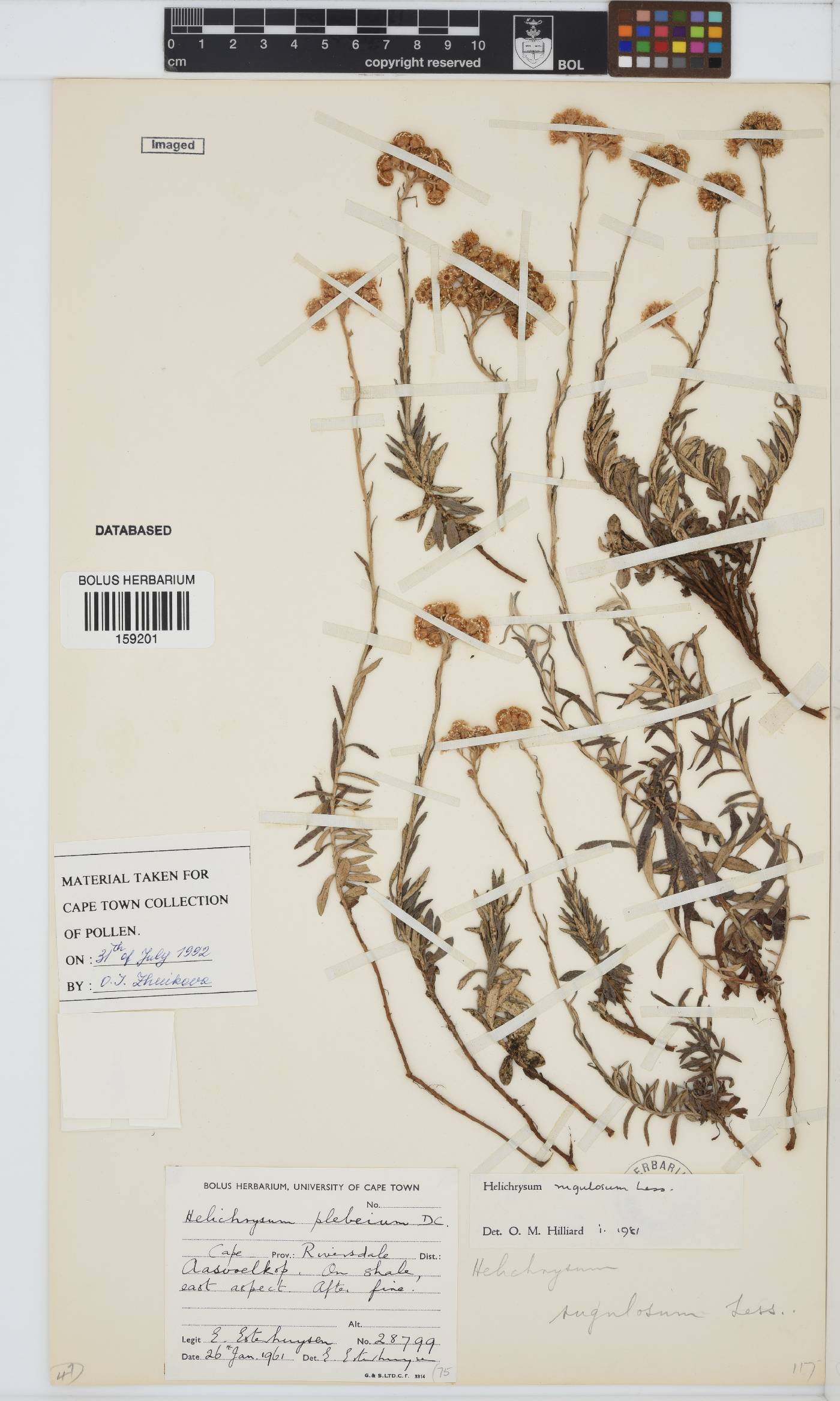 Helichrysum rugulosum image