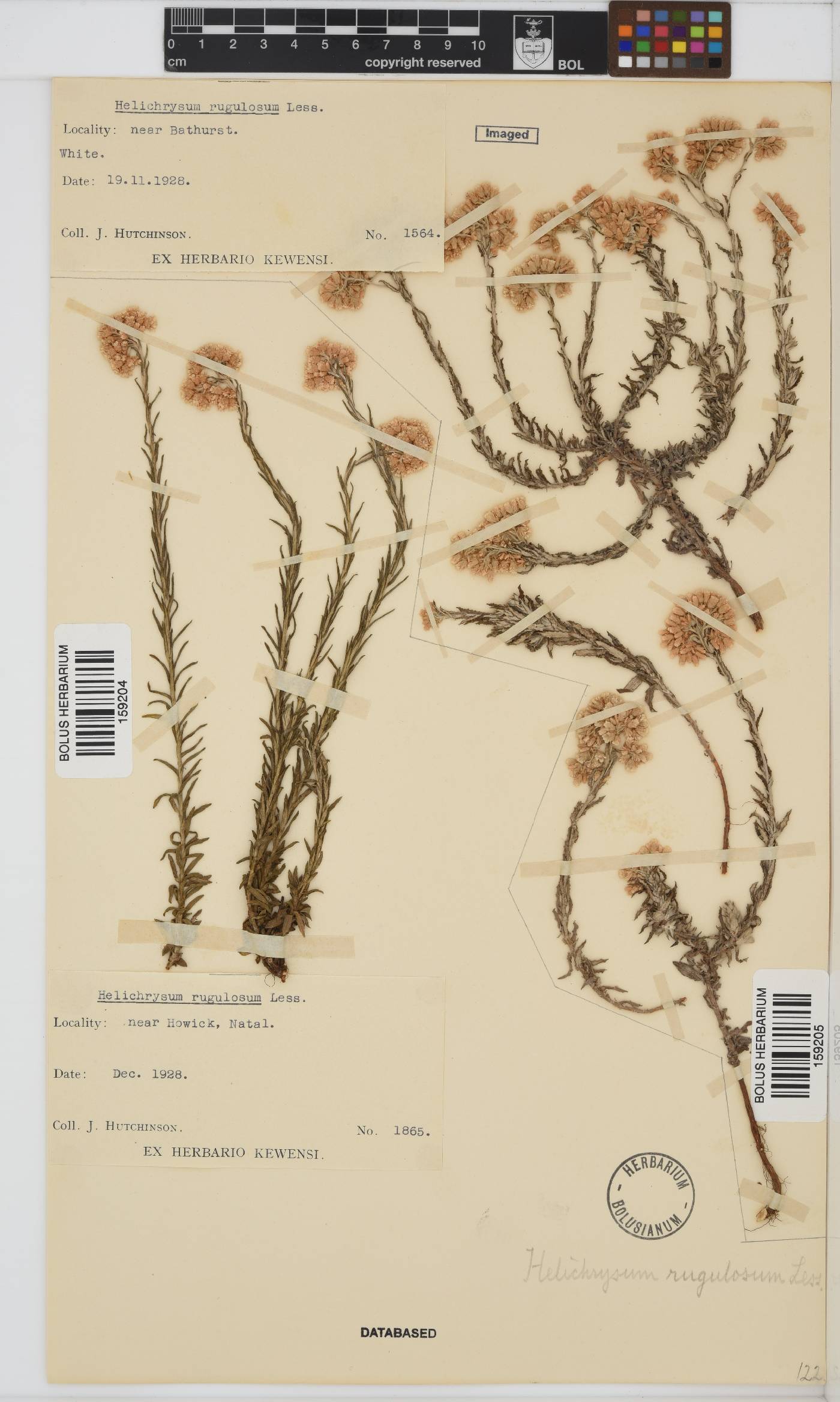 Helichrysum rugulosum image