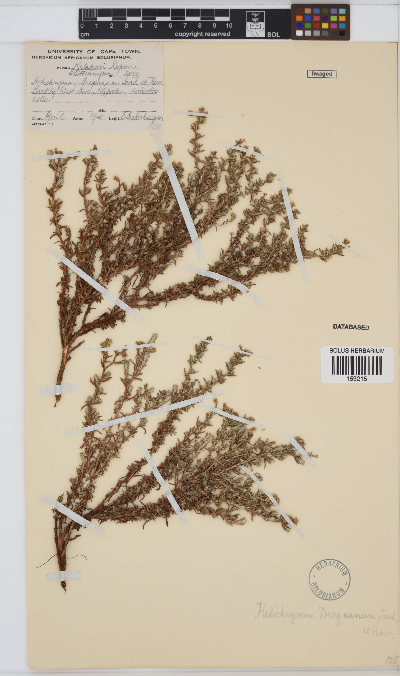 Helichrysum dregeanum image