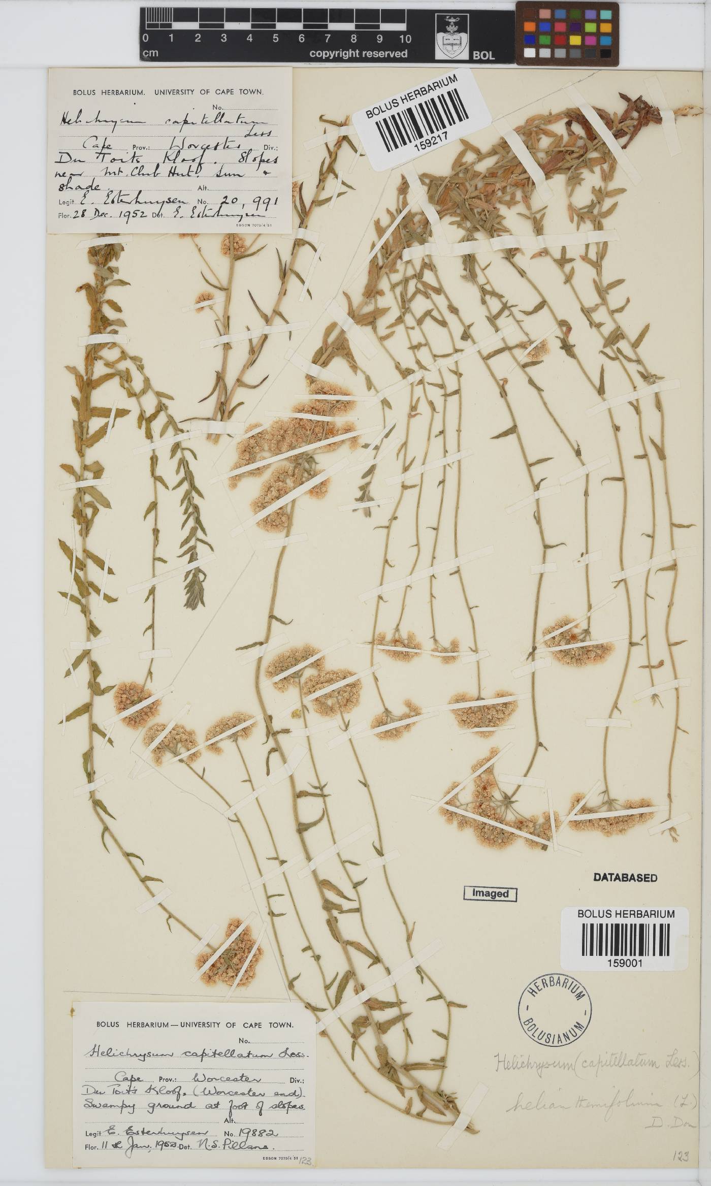 Helichrysum helianthemifolium image