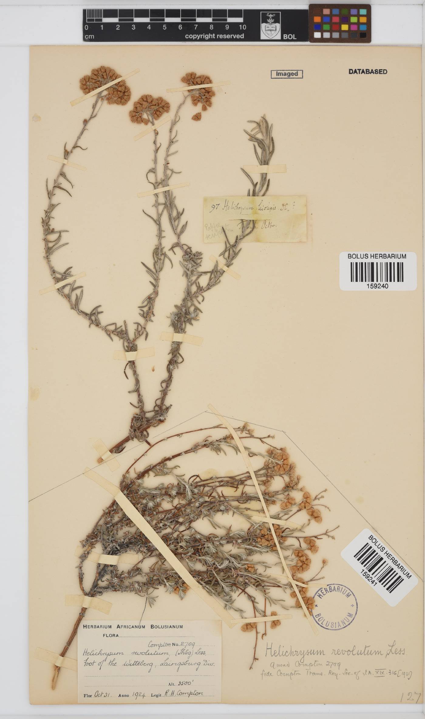 Helichrysum revolutum image