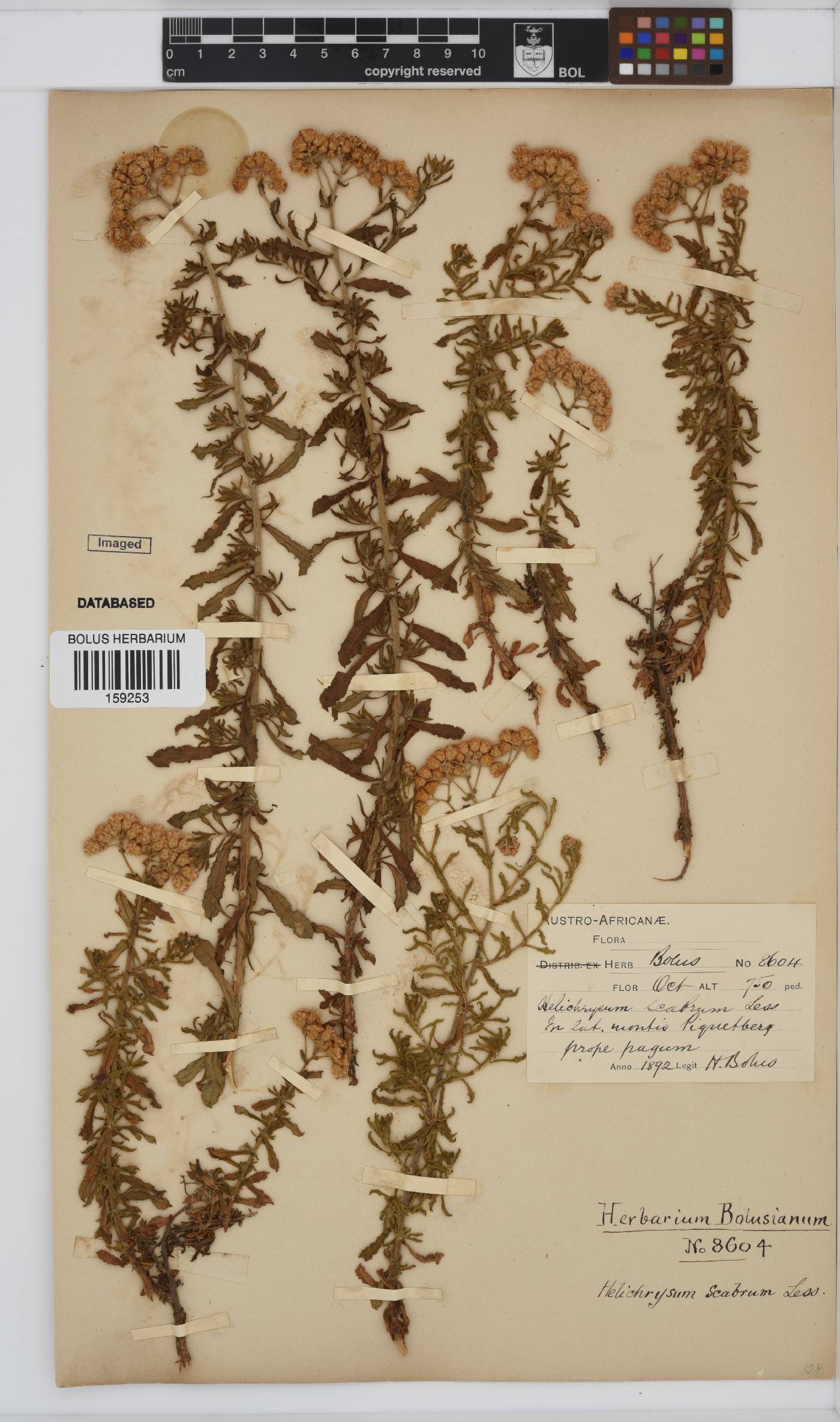 Helichrysum scabrum image