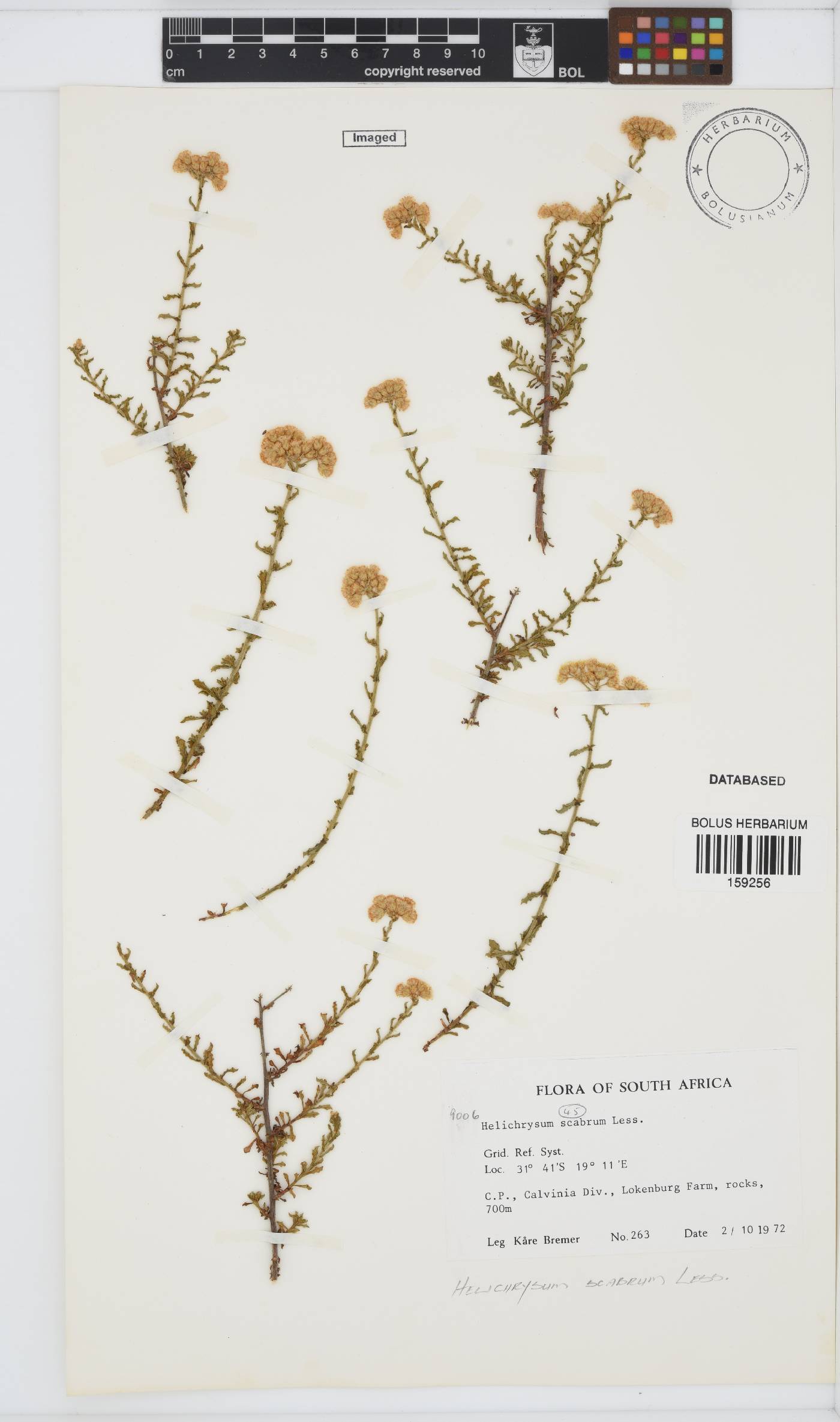 Helichrysum scabrum image