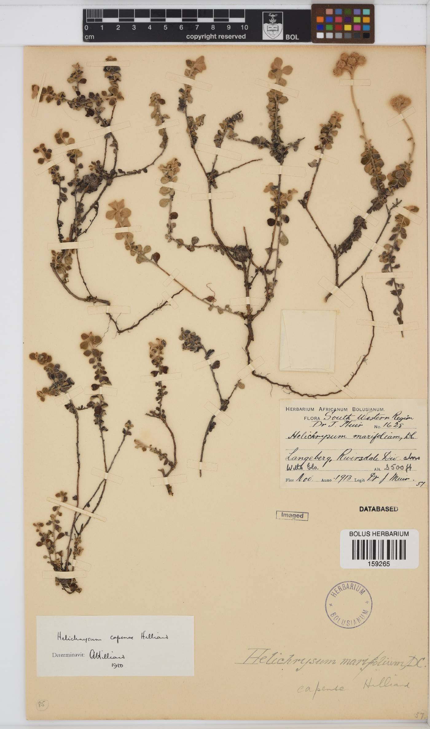 Helichrysum capense image