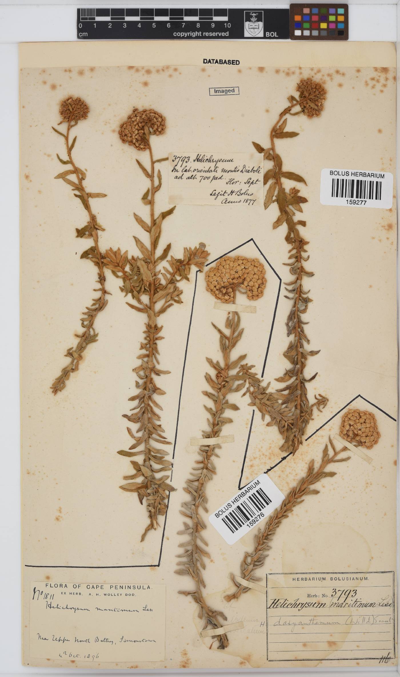 Helichrysum dasyanthum image