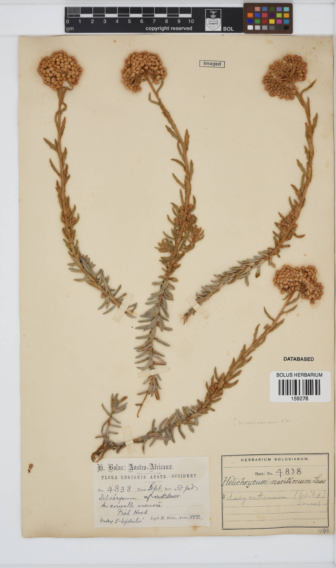 Helichrysum dasyanthum image