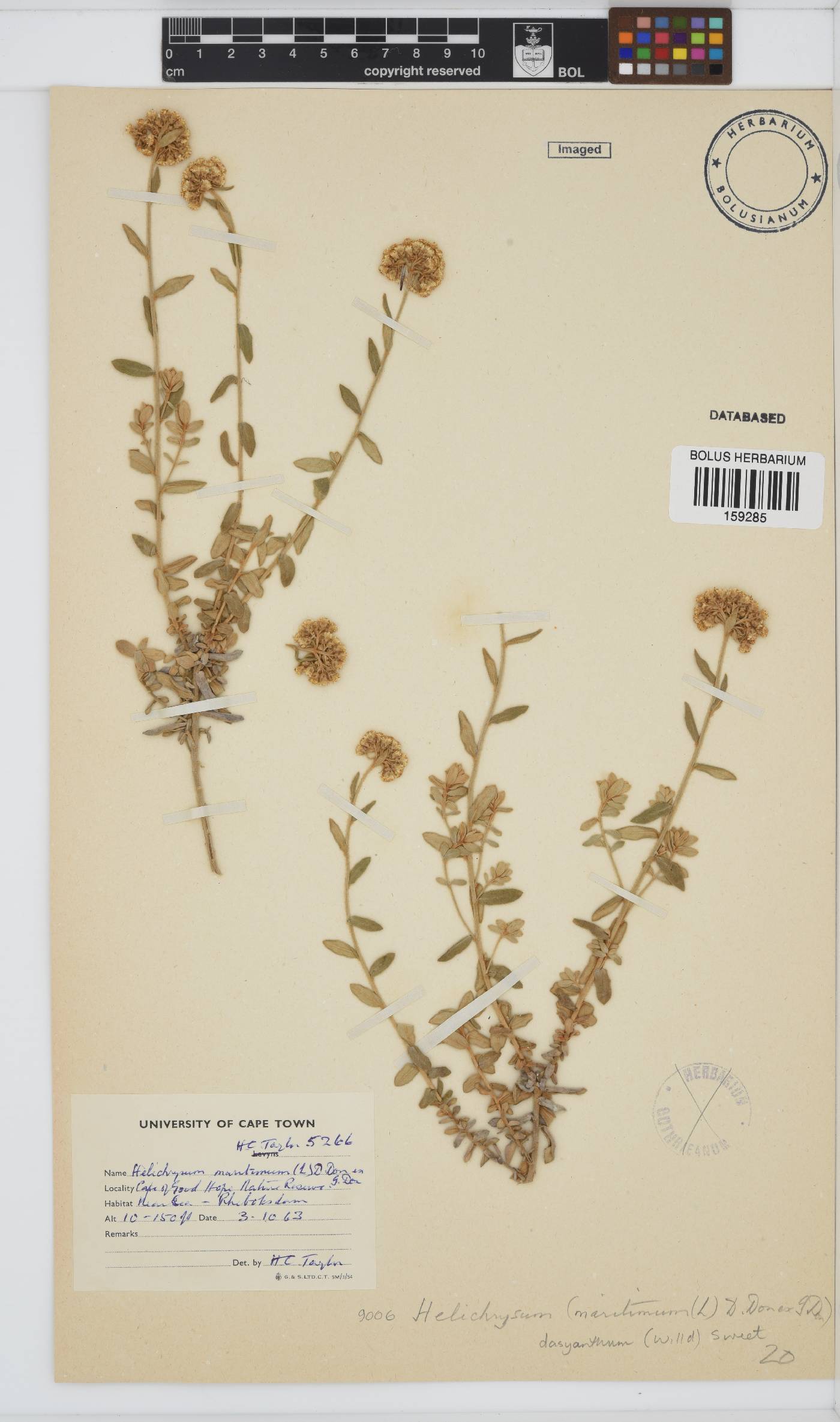 Helichrysum dasyanthum image