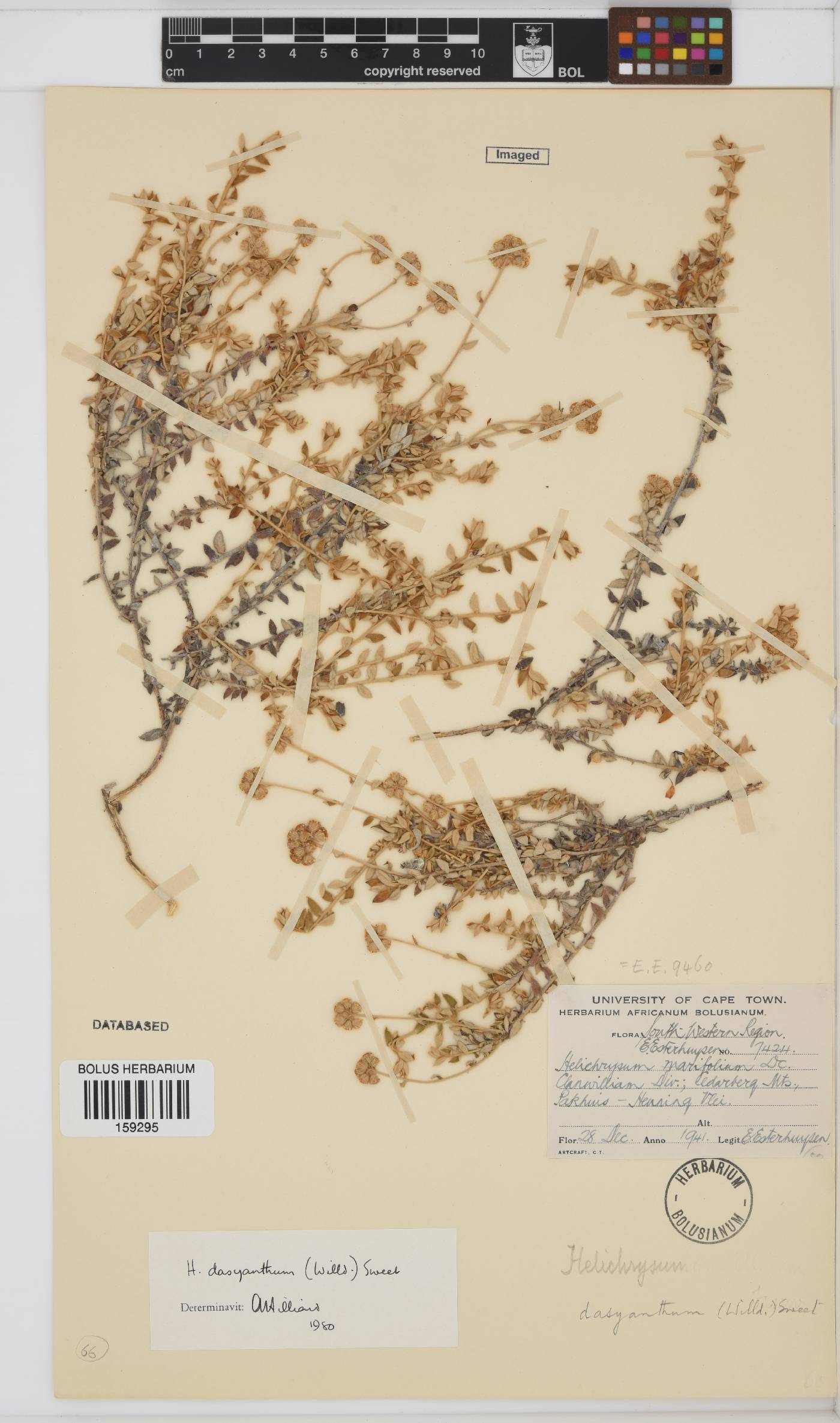 Helichrysum dasyanthum image