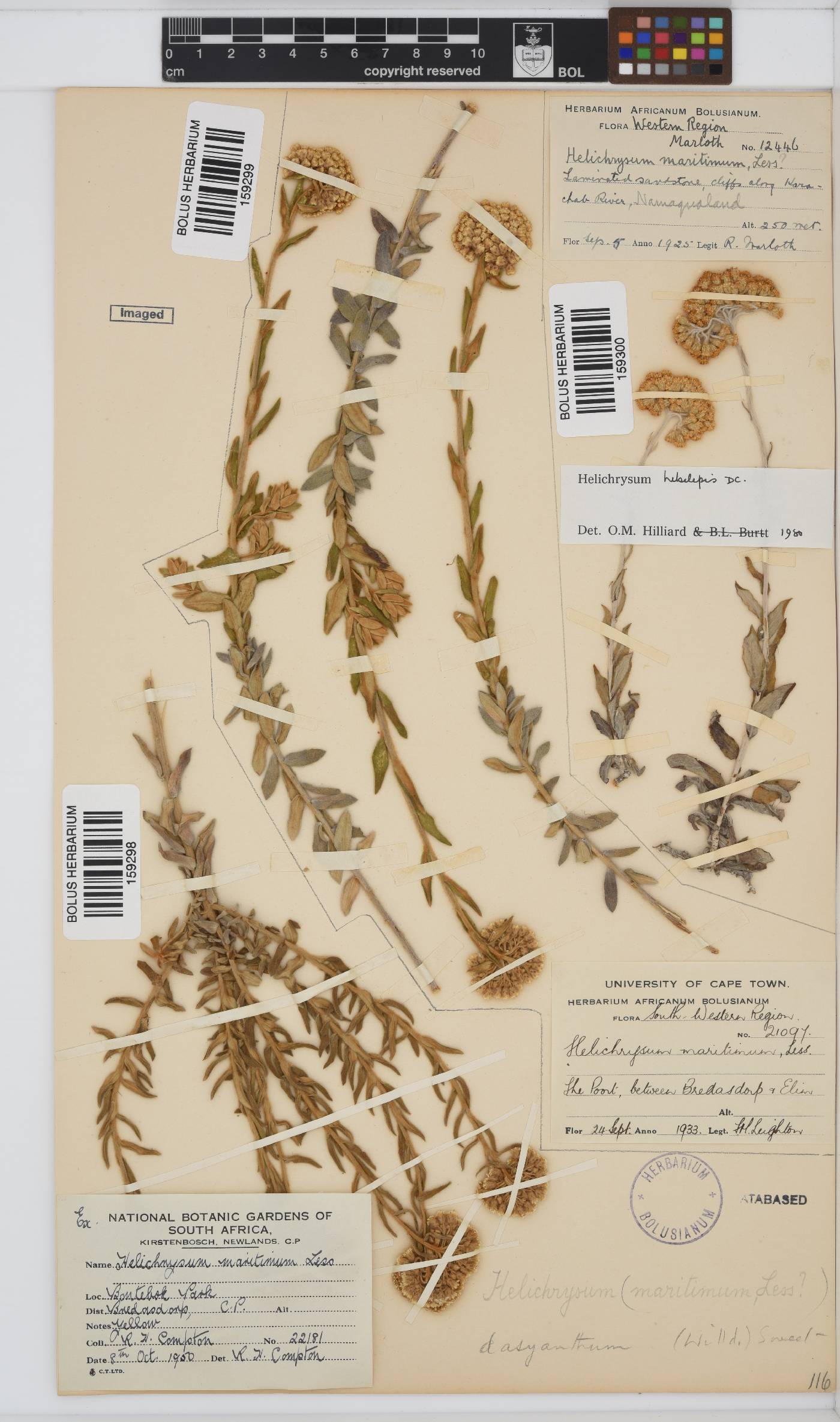 Helichrysum dasyanthum image