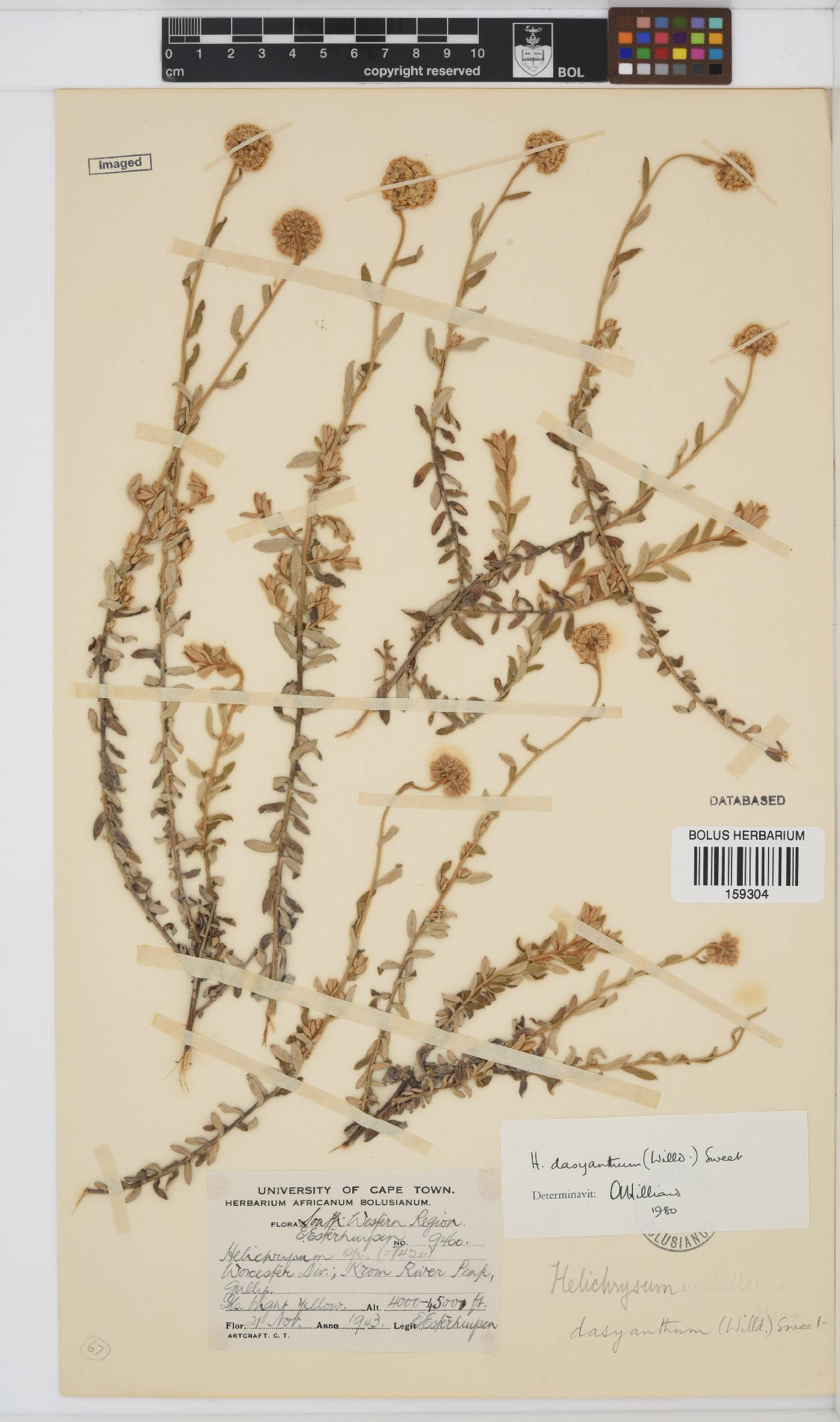 Helichrysum dasyanthum image