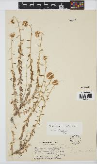 Helichrysum dasyanthum image