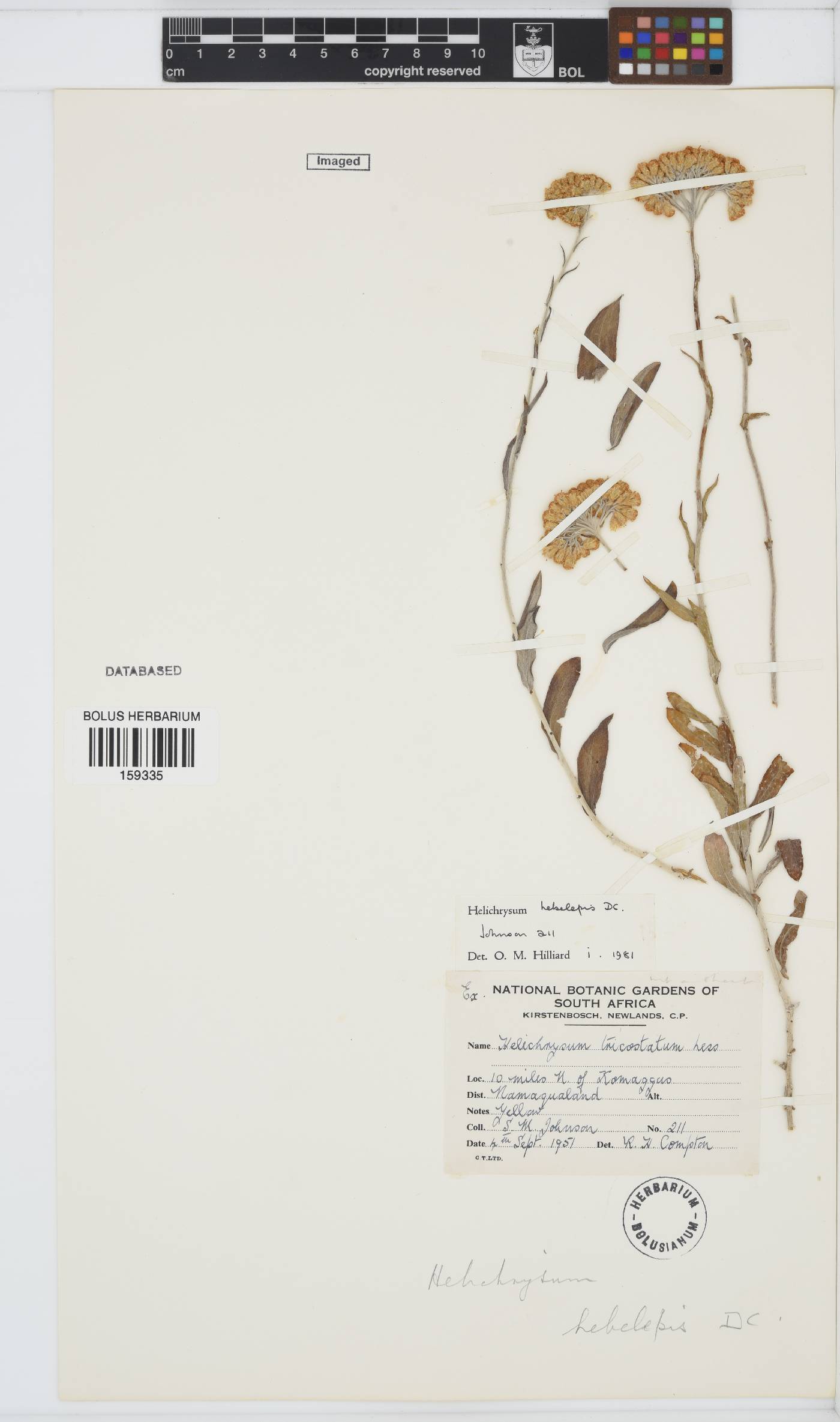 Helichrysum hebelepis image