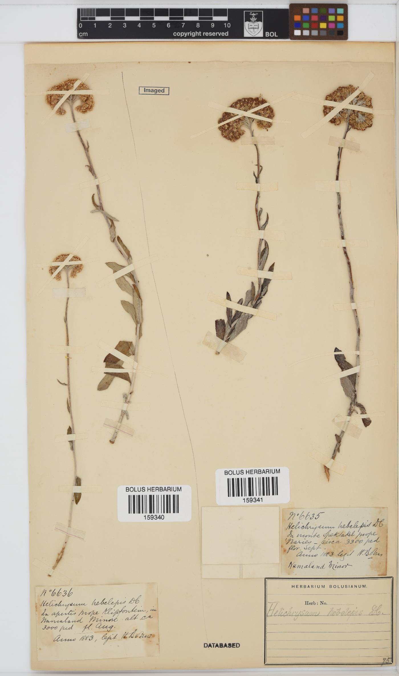 Helichrysum hebelepis image