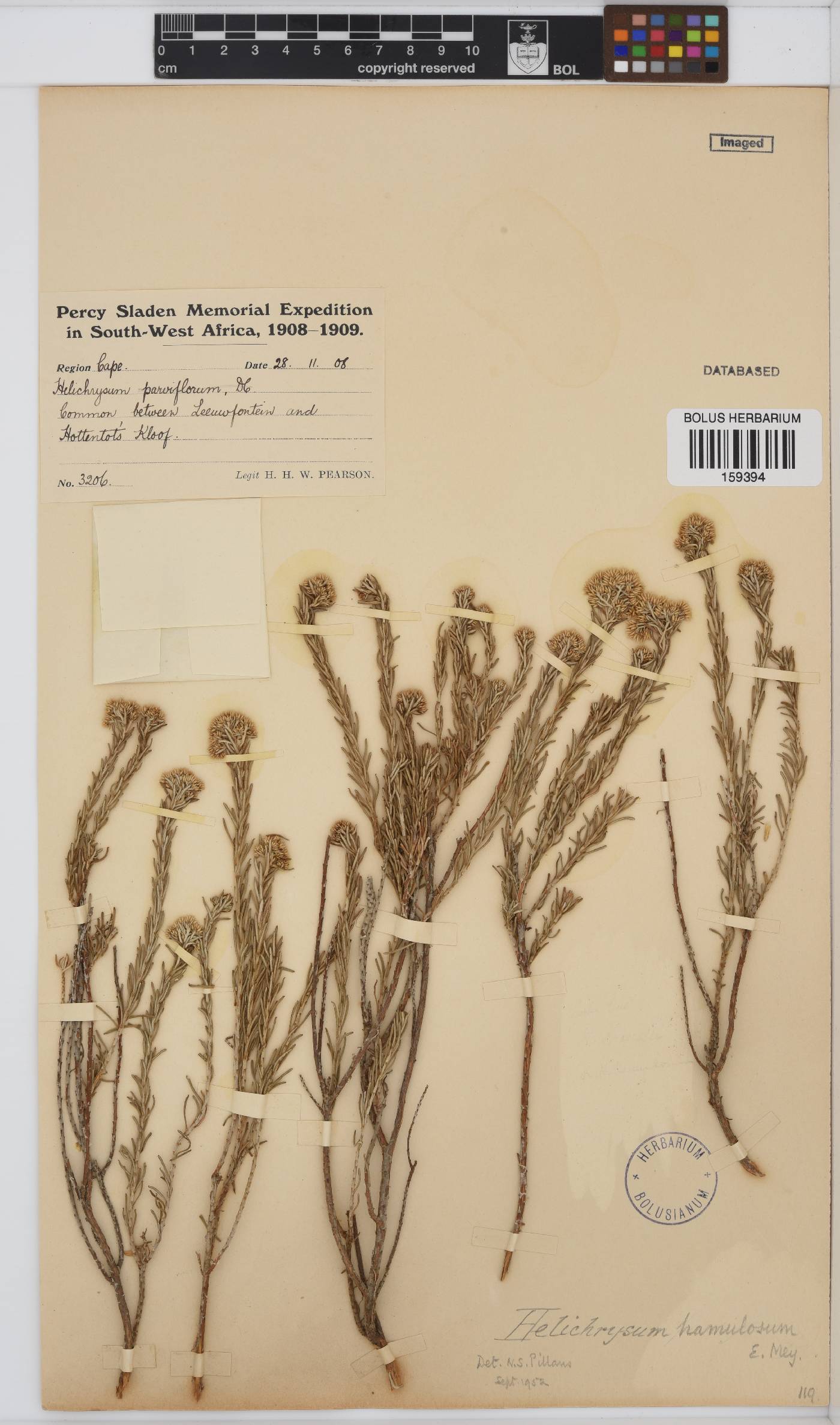 Helichrysum hamulosum image