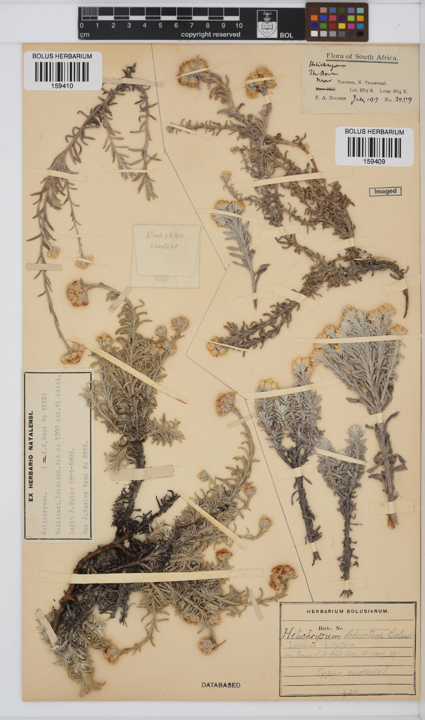Helichrysum obductum image