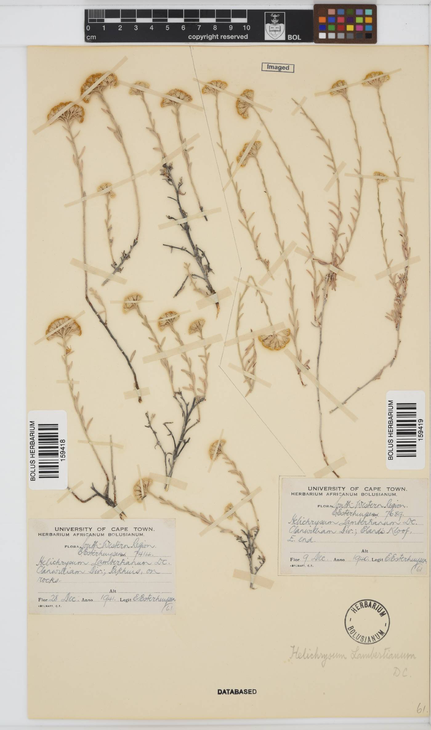 Helichrysum lambertianum image