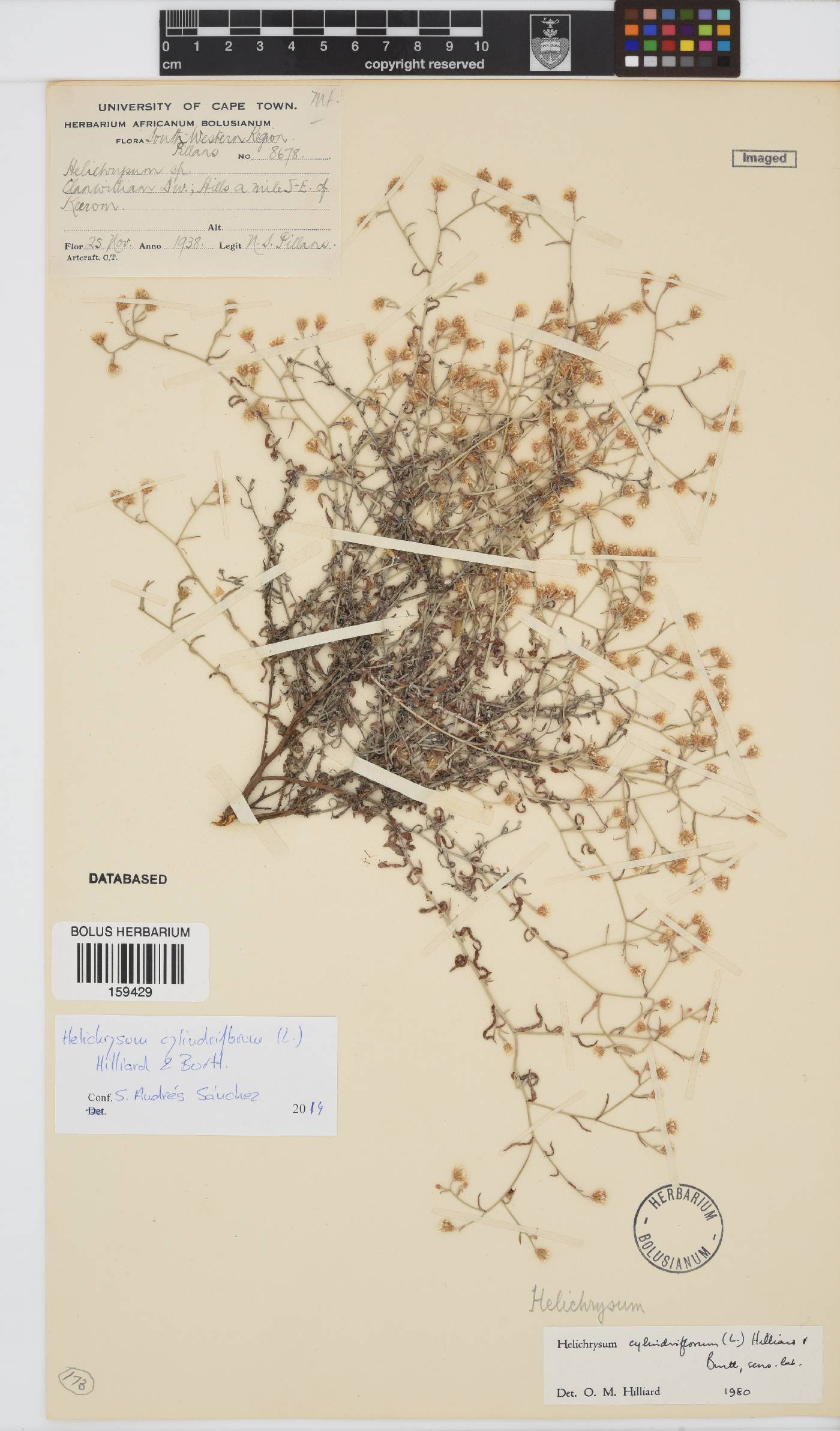 Helichrysum cylindriflorum image