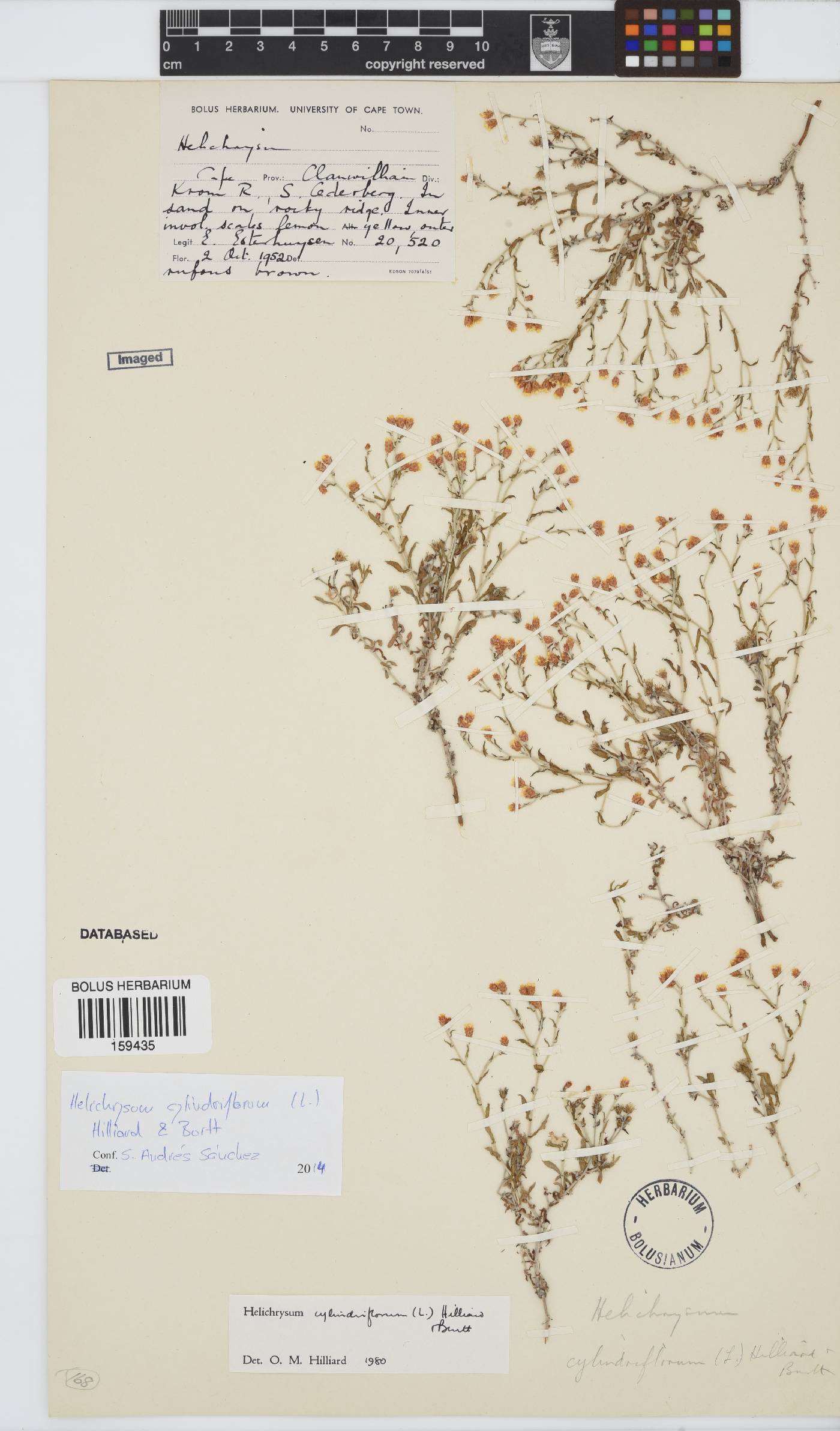 Helichrysum cylindriflorum image