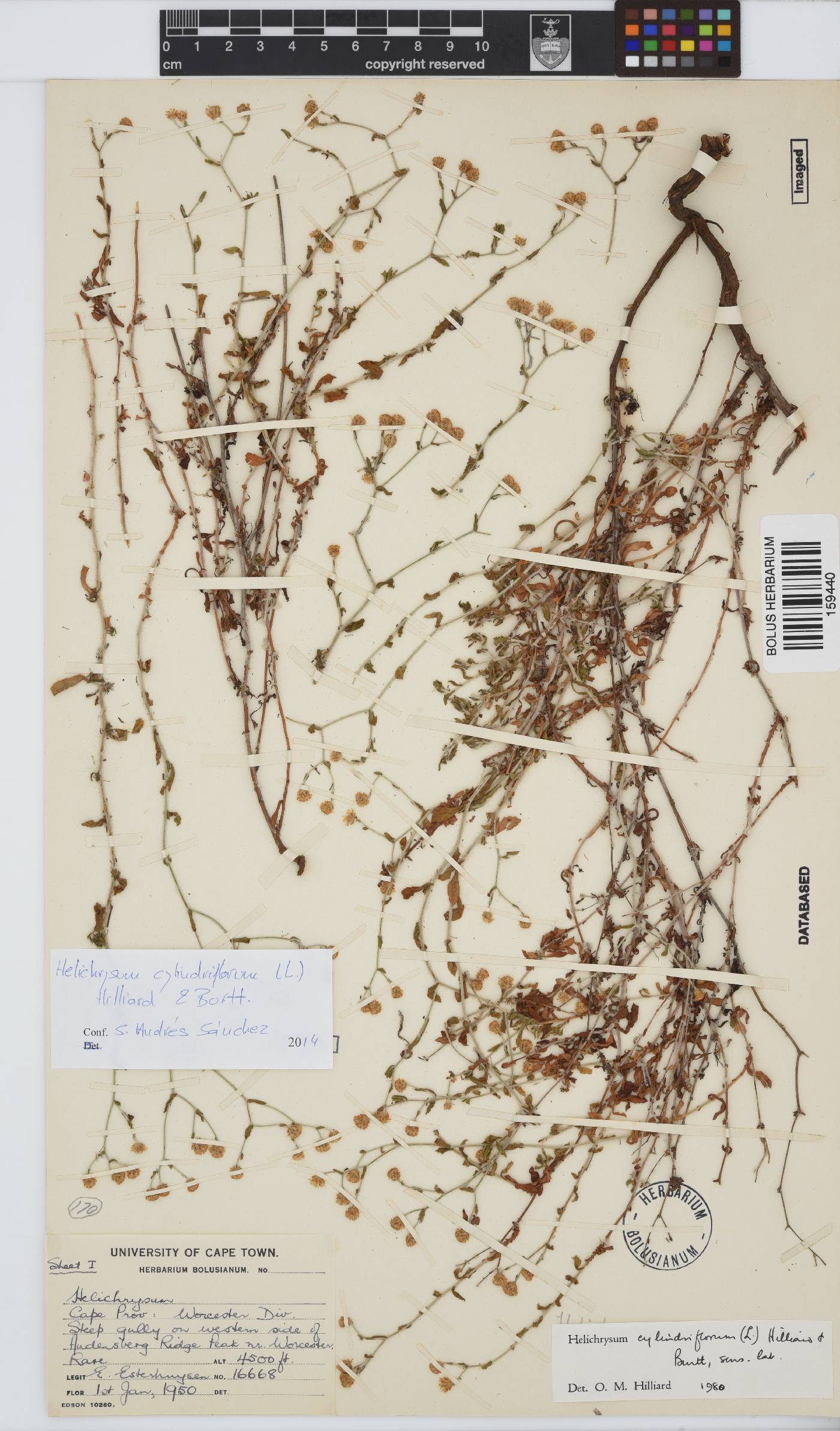 Helichrysum cylindriflorum image