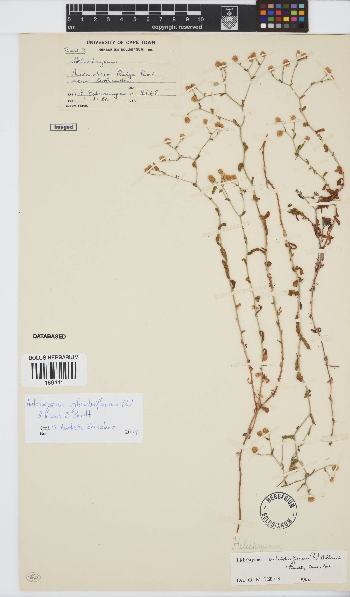 Helichrysum cylindriflorum image