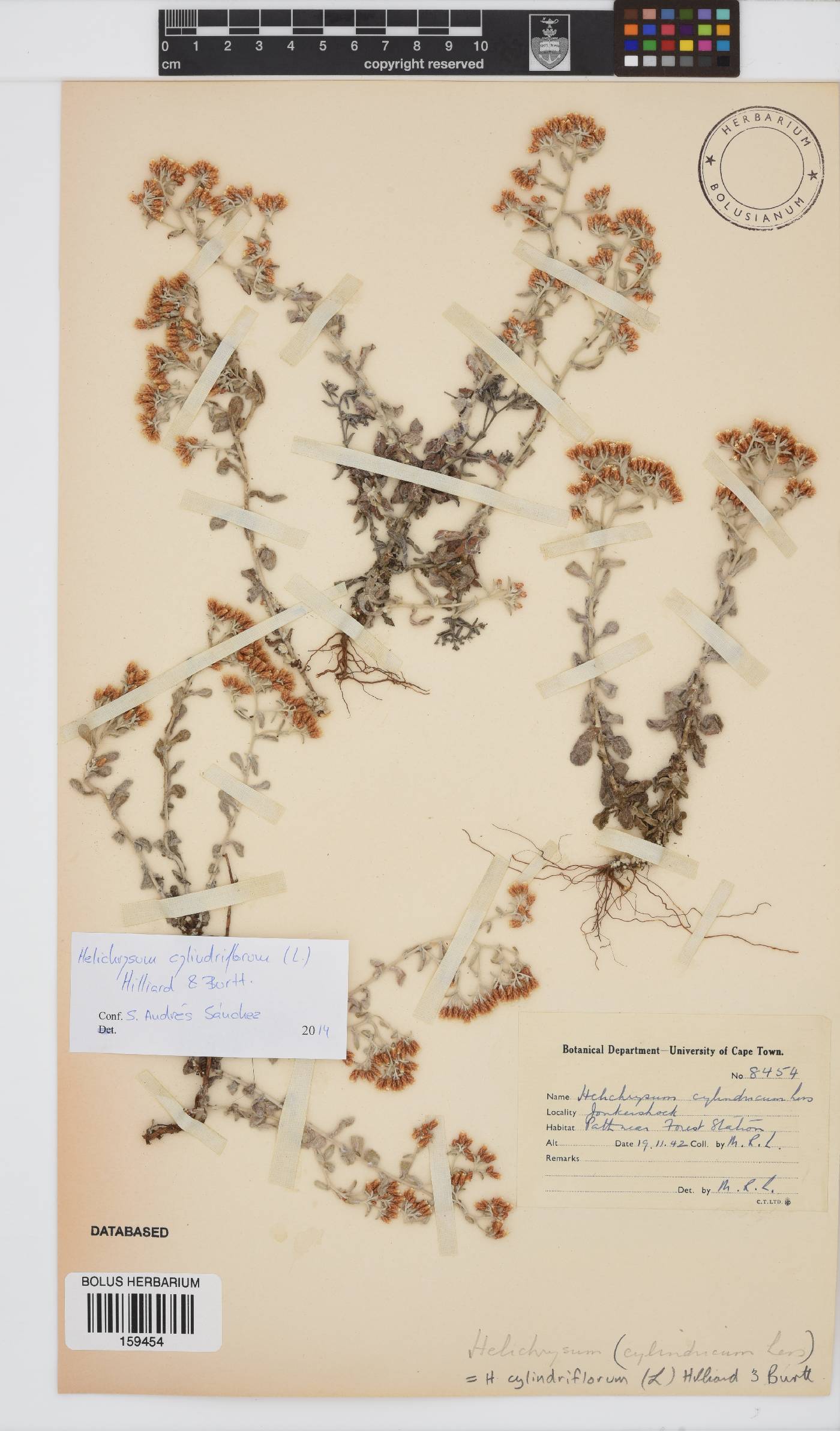 Helichrysum cylindriflorum image