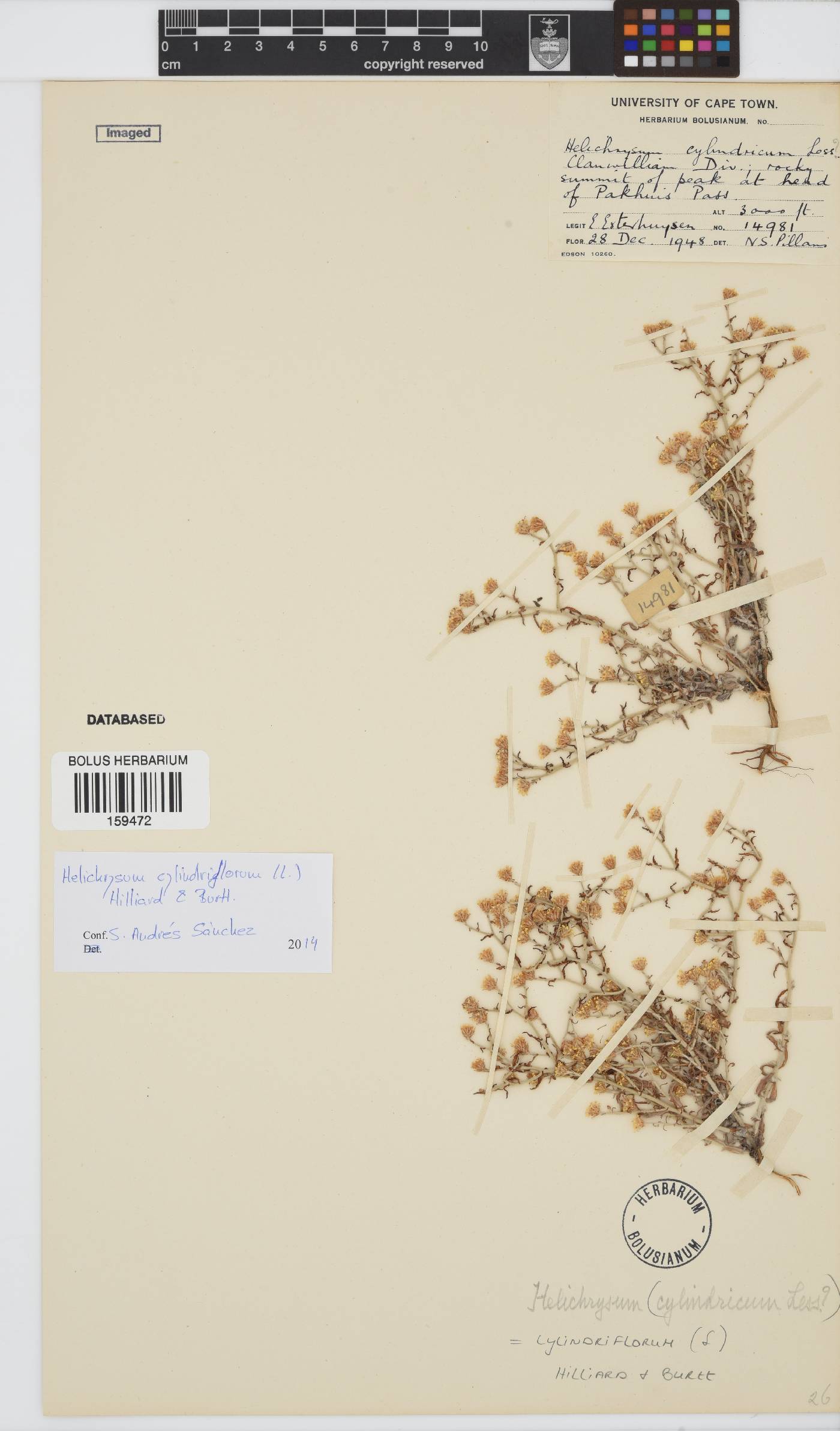 Helichrysum cylindriflorum image