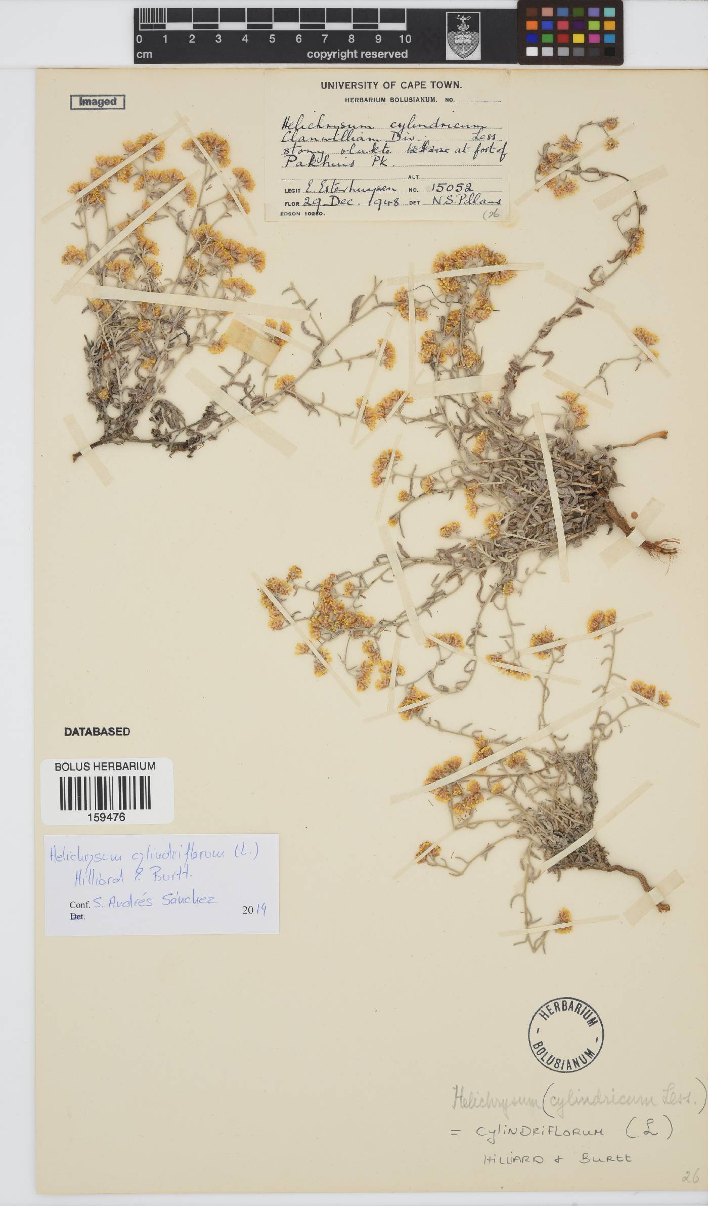 Helichrysum cylindriflorum image
