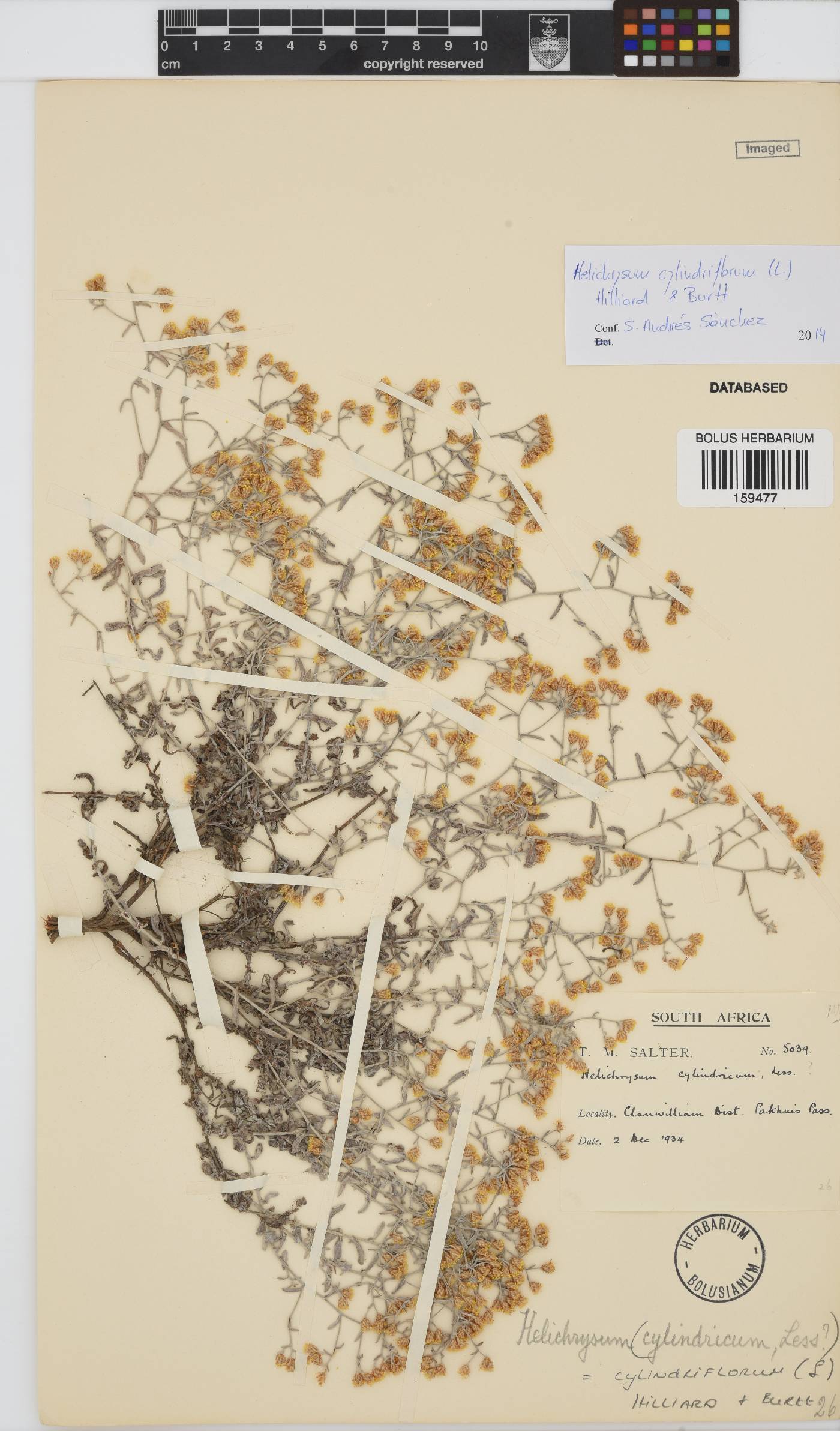 Helichrysum cylindriflorum image