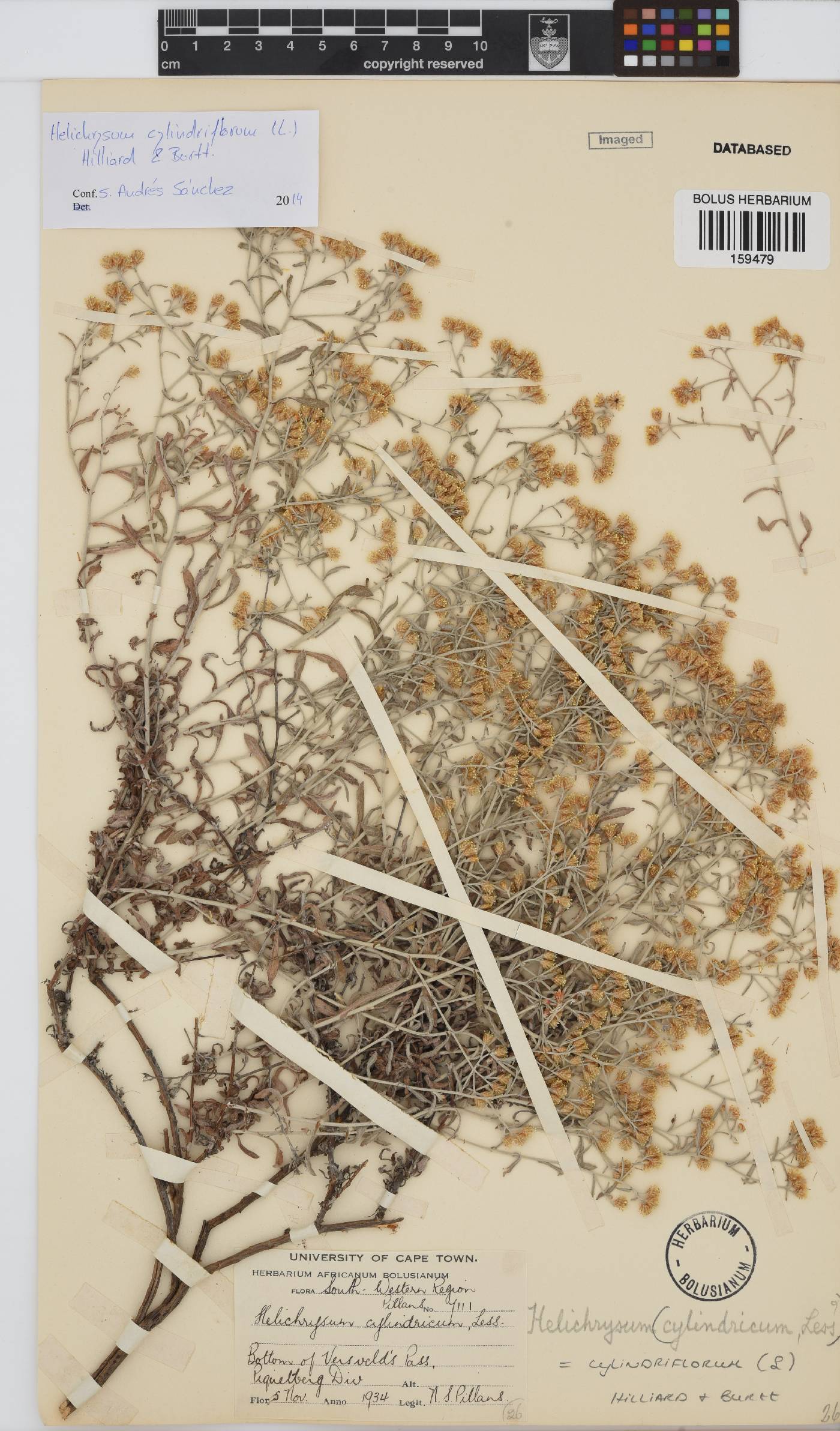 Helichrysum cylindriflorum image