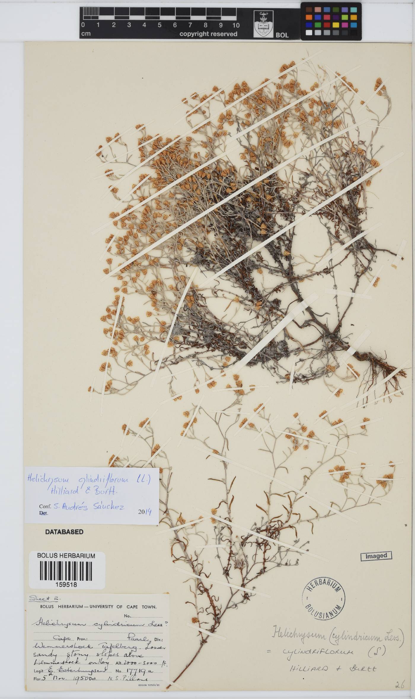 Helichrysum cylindriflorum image