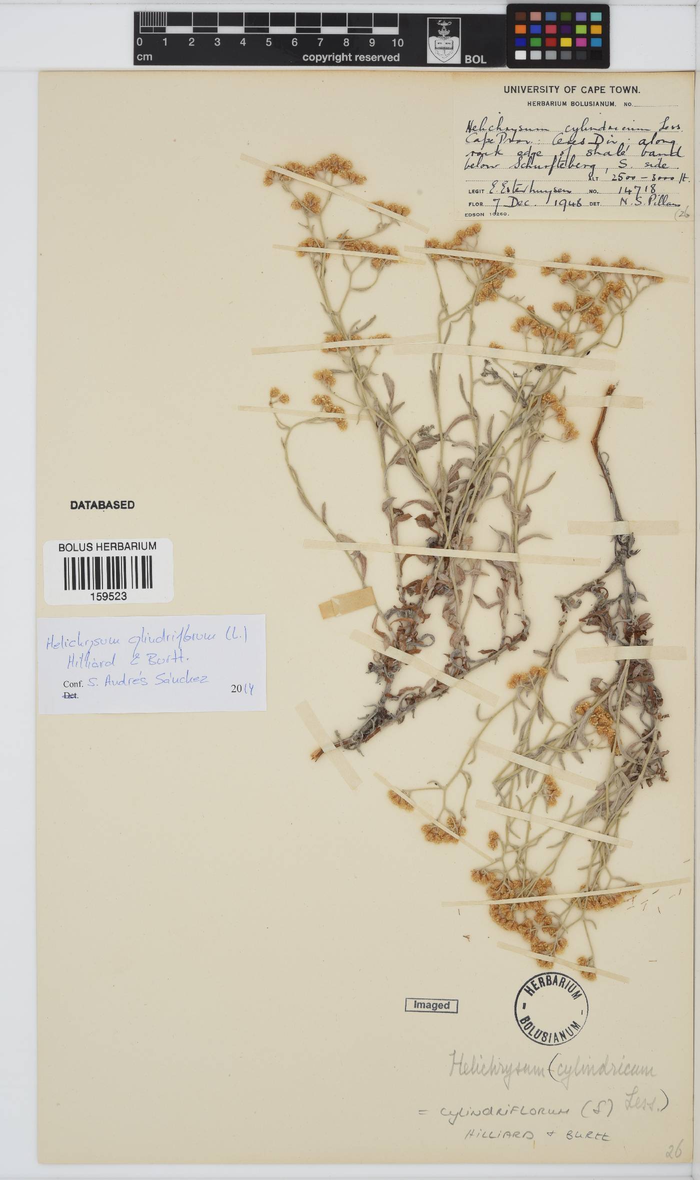 Helichrysum cylindriflorum image