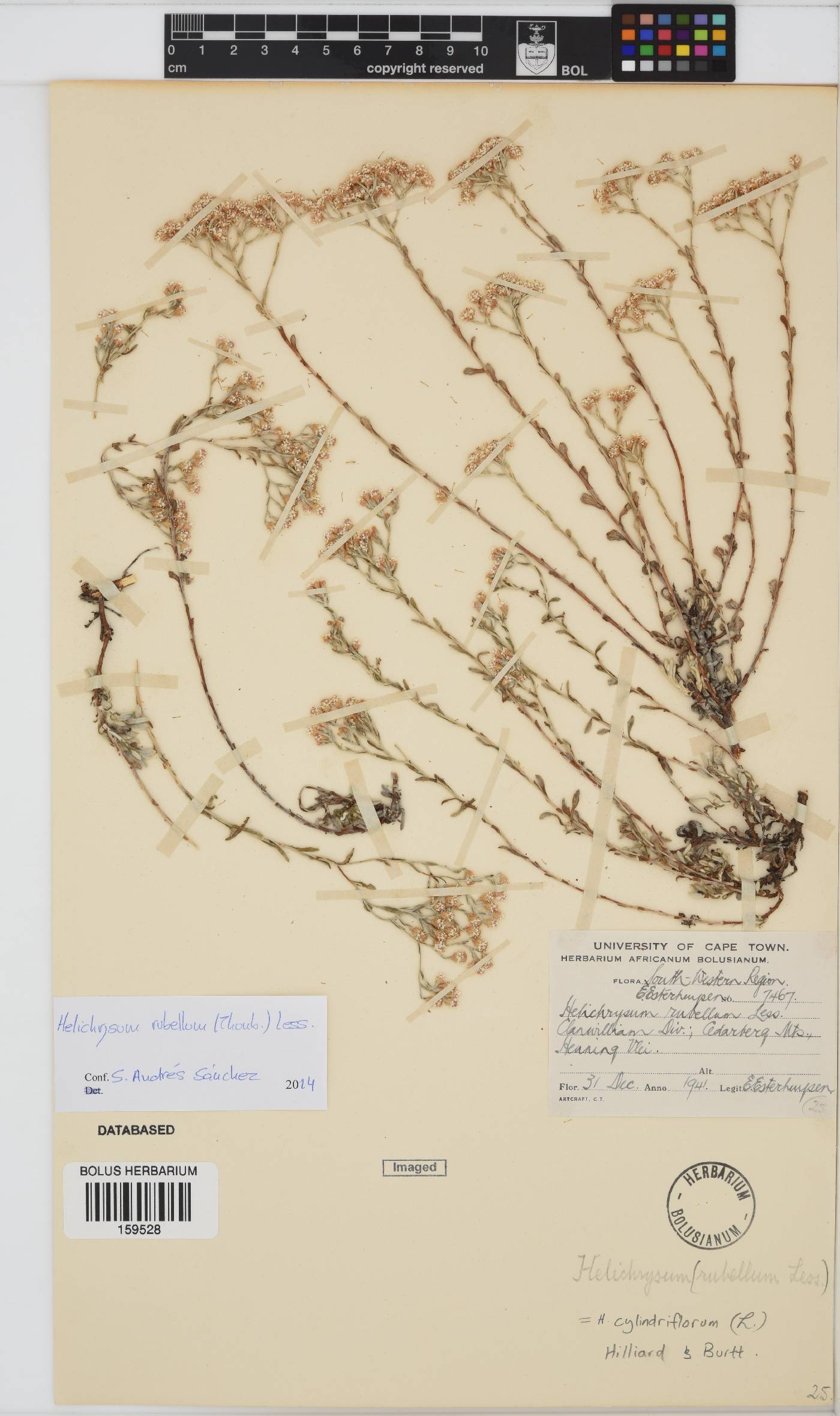 Helichrysum cylindriflorum image