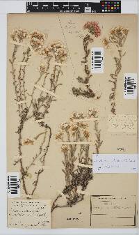 Helichrysum stellatum image