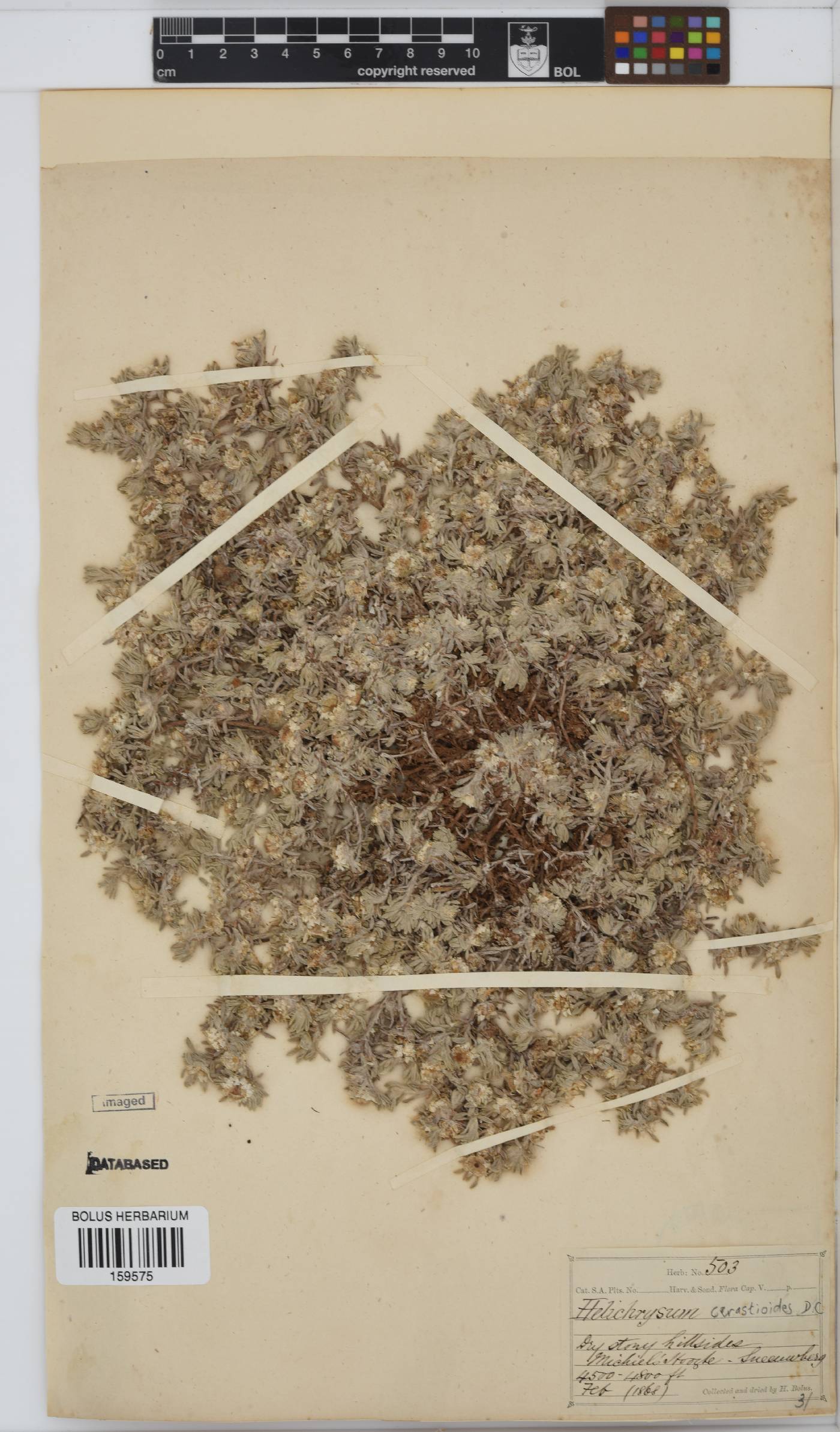 Helichrysum cerastioides image