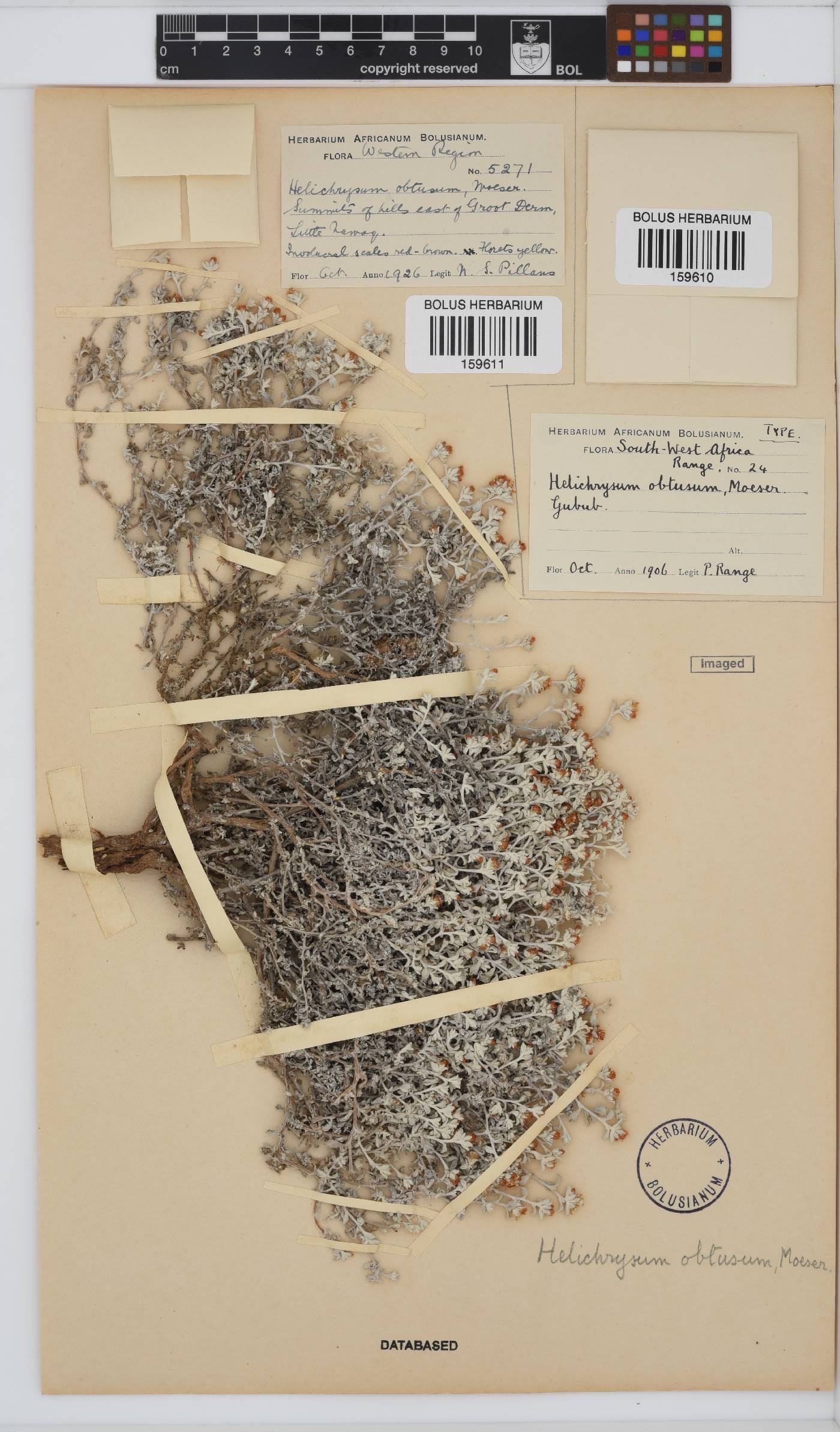 Helichrysum obtusum image
