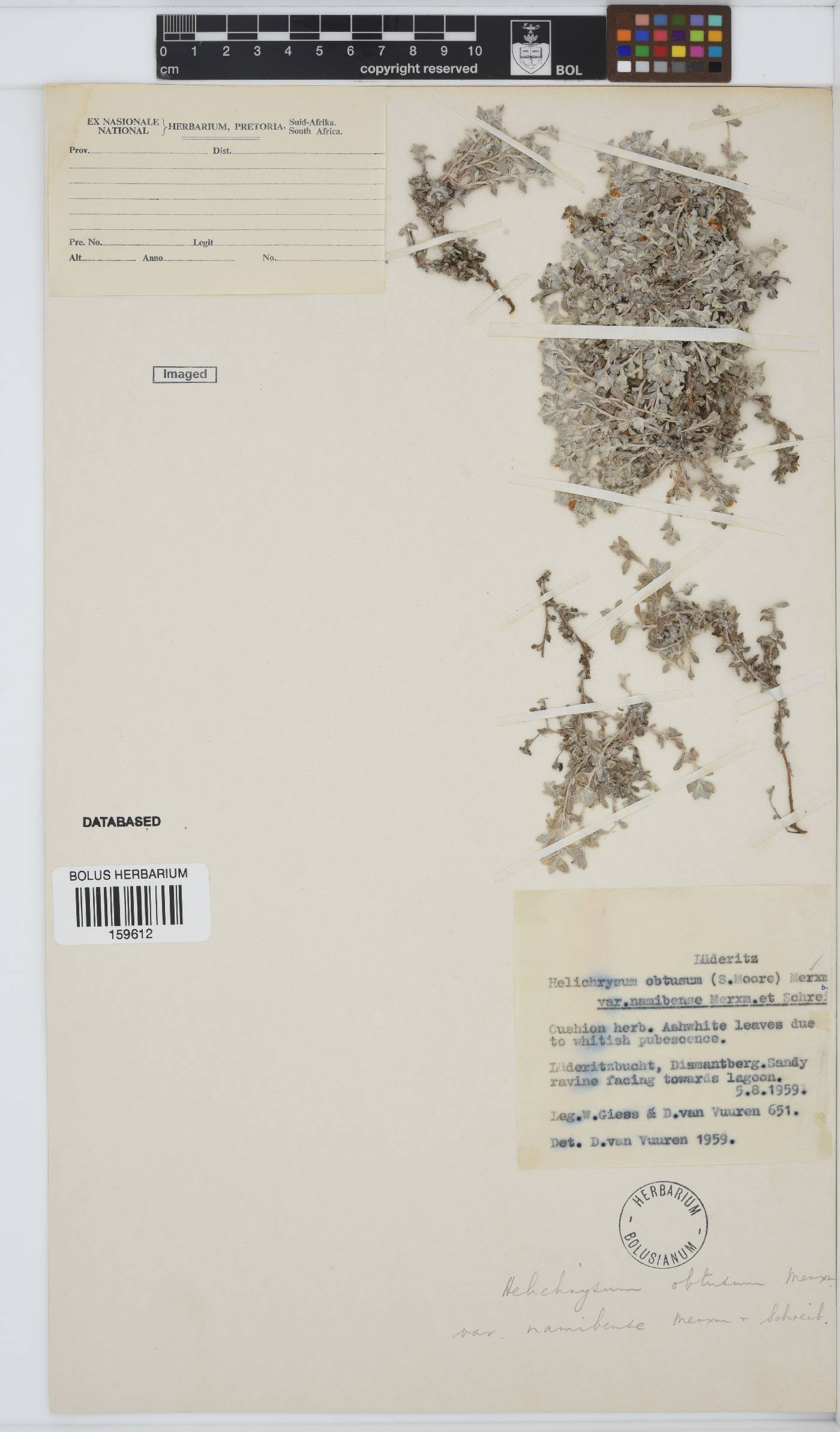 Helichrysum obtusum image
